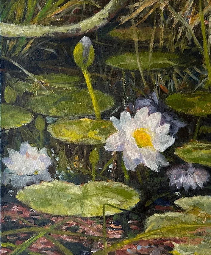 Waterlilies II, Julatten Swamp, 2025