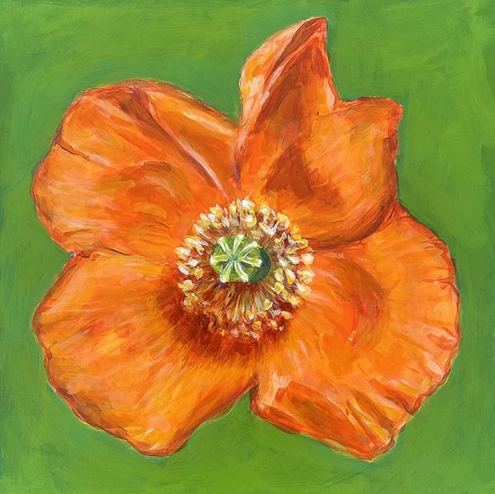 Flower Portrait Series, Poppy, 2026