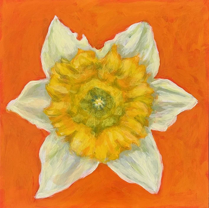 Flower Portrait Series, Daffodil, 2026