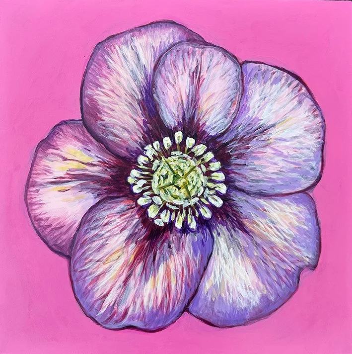 Flower Portrait Series, Hellebore, 2026