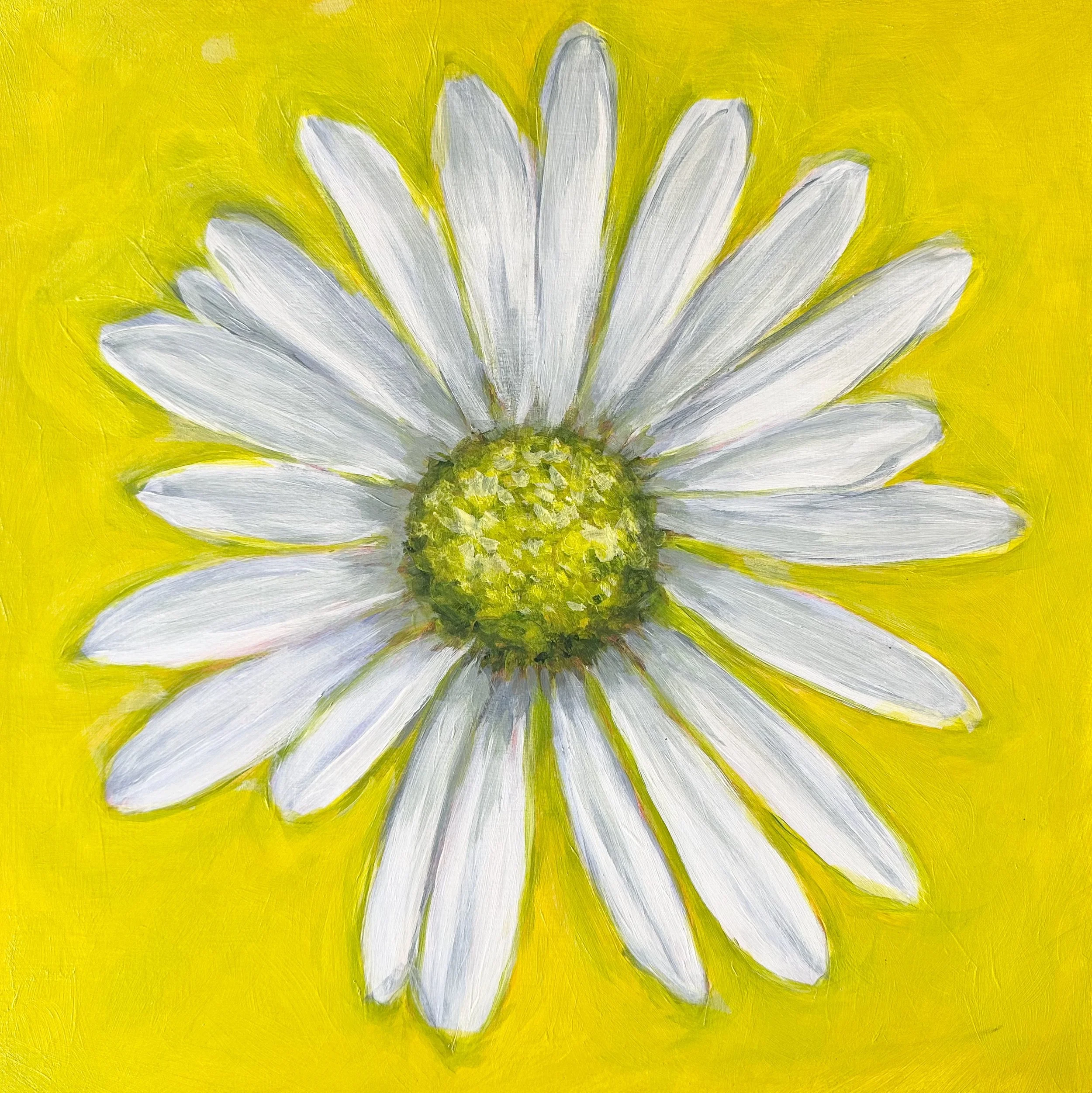 Flower Portrait Series, Native Daisy, 2026