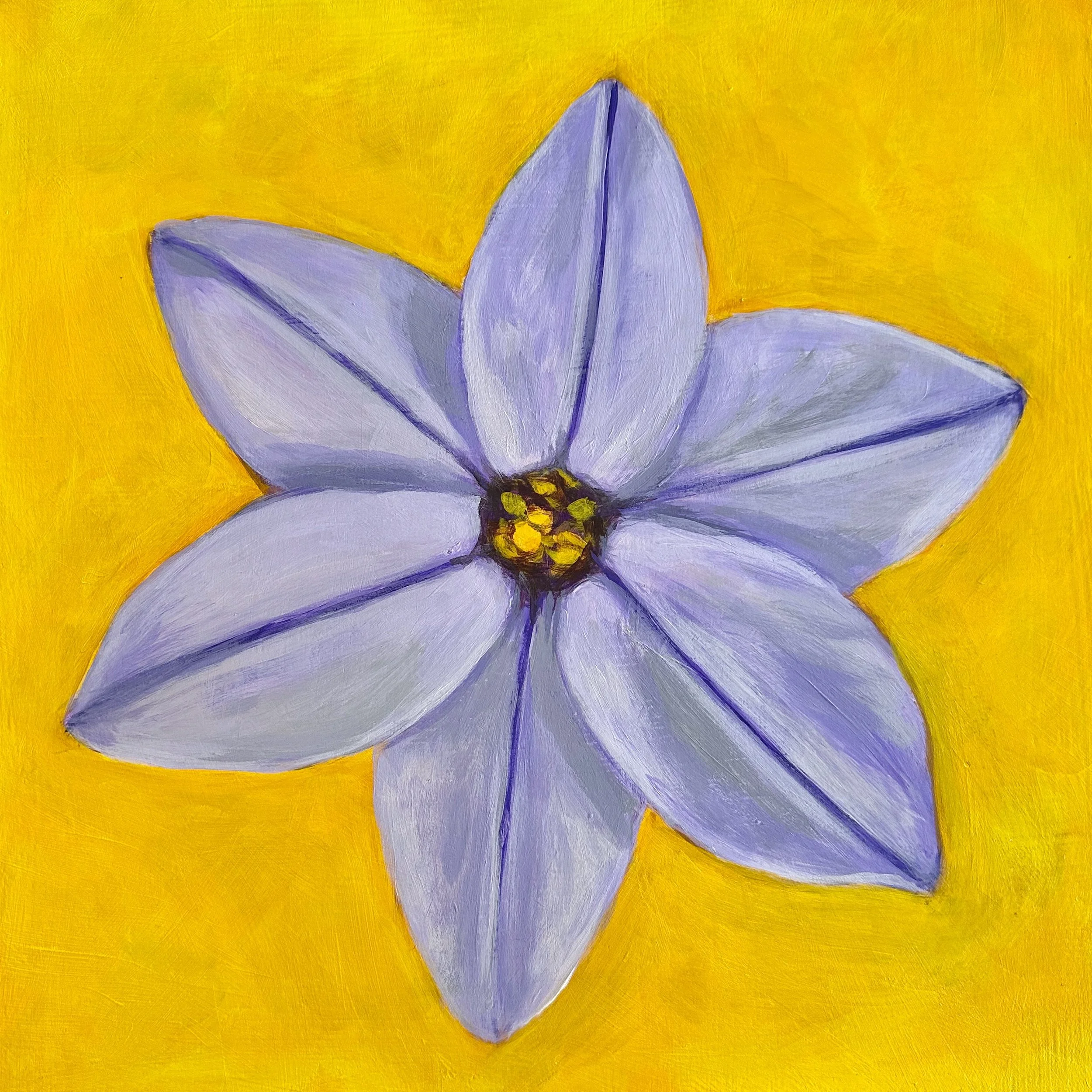Flower Portrait Series, Spring Star Flower, 2026