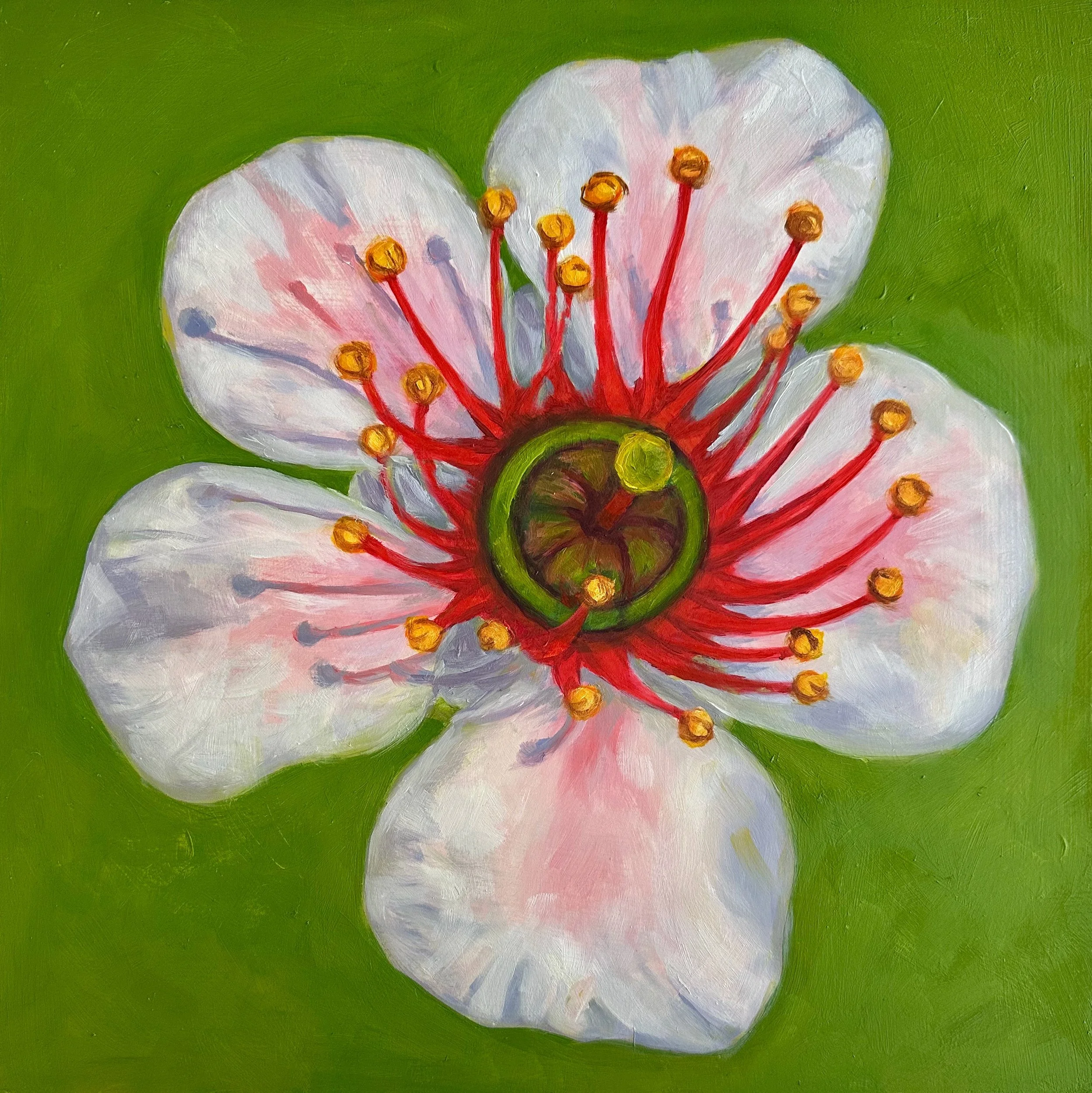 Flower Portrait Series, Tea Tree, 2026