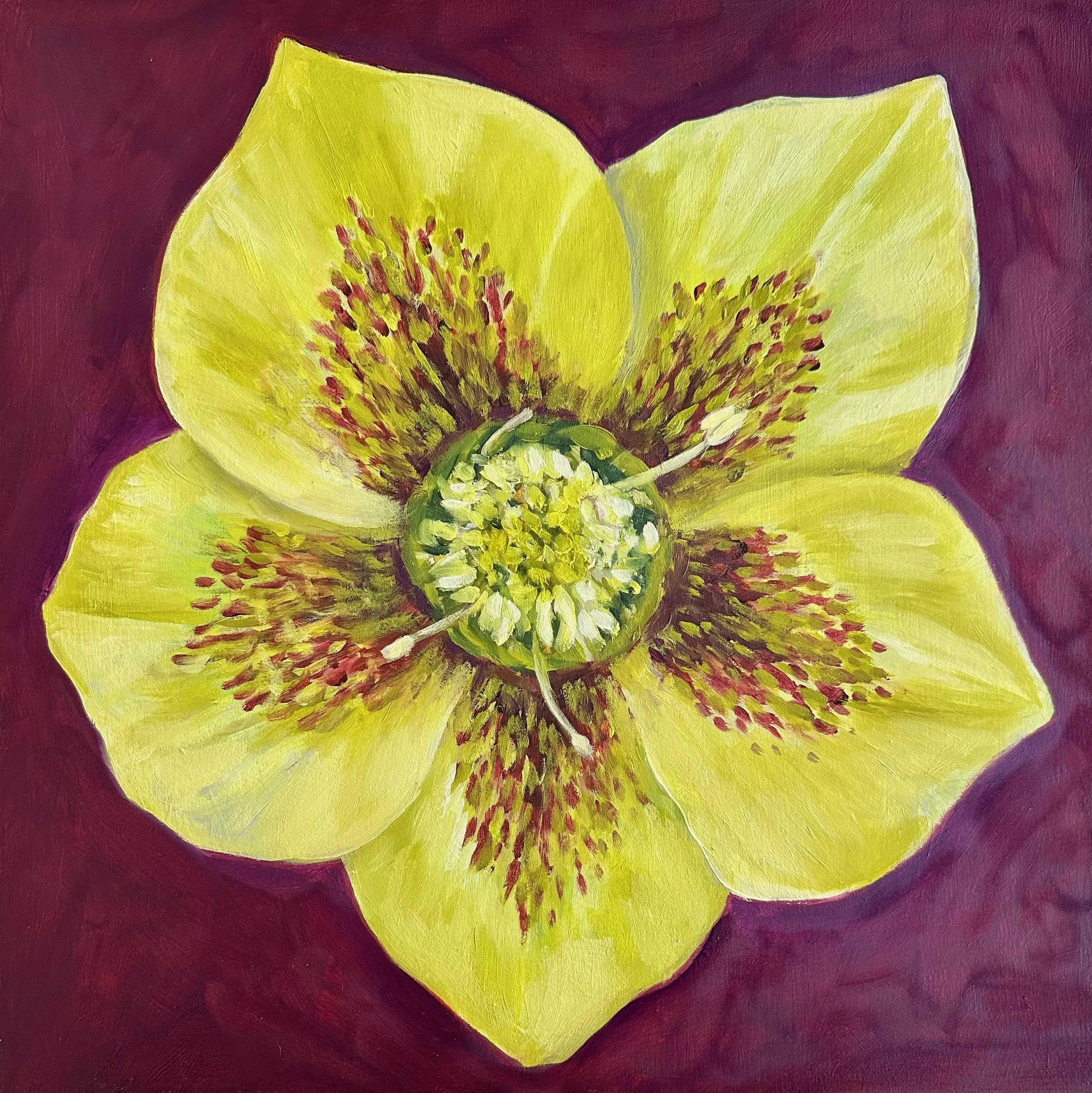 Flower Portrait Series, Hellebore II, 2026