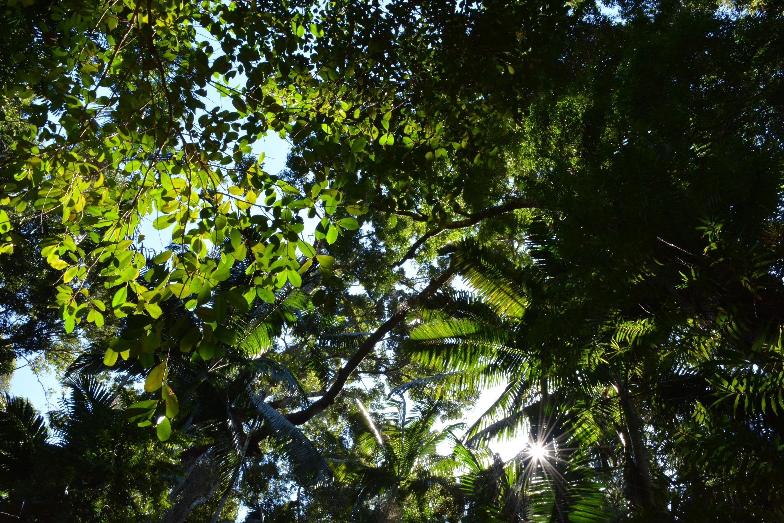 A ROYAL Rainforest — fraserisland.net