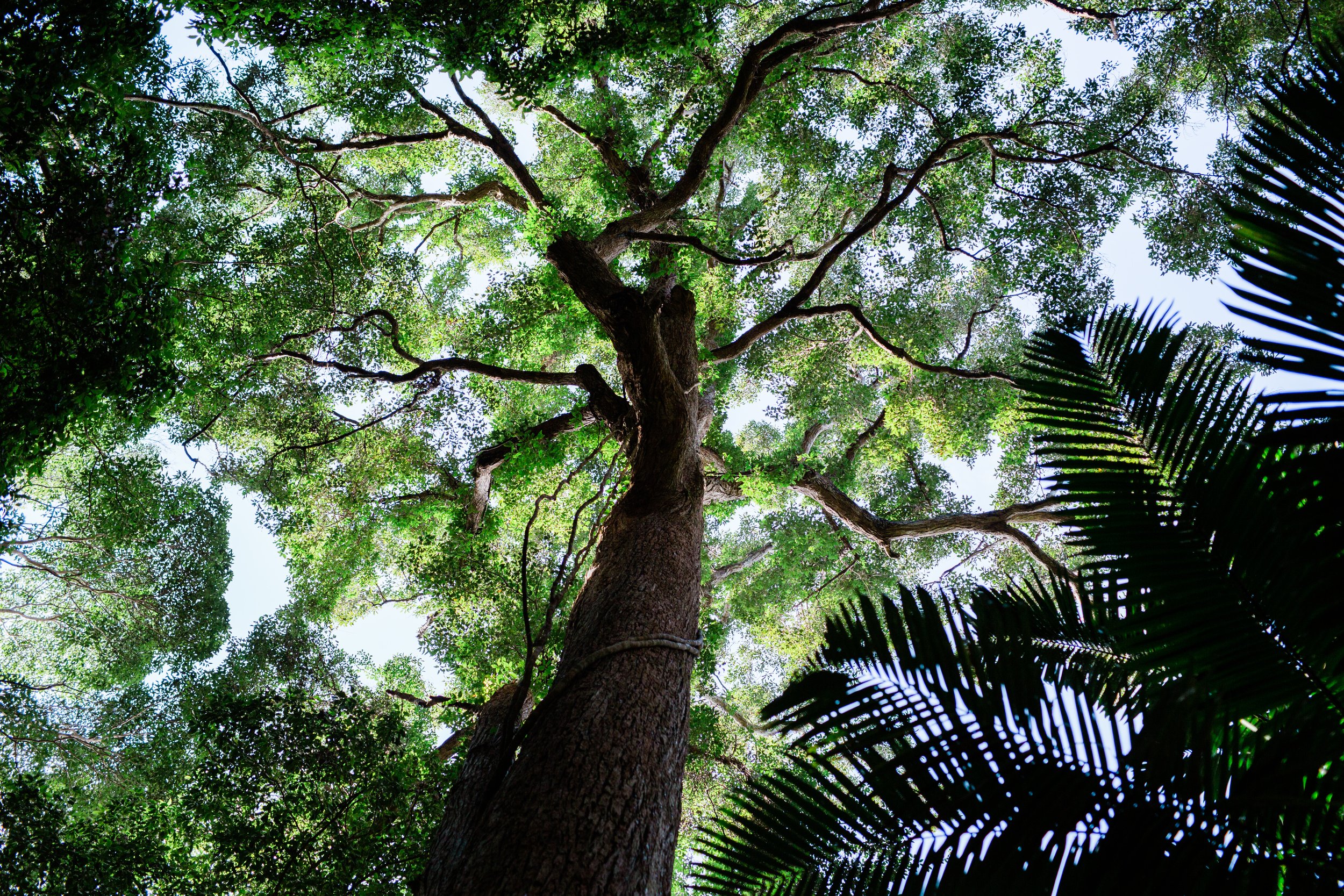 Rainforest — fraserisland.net