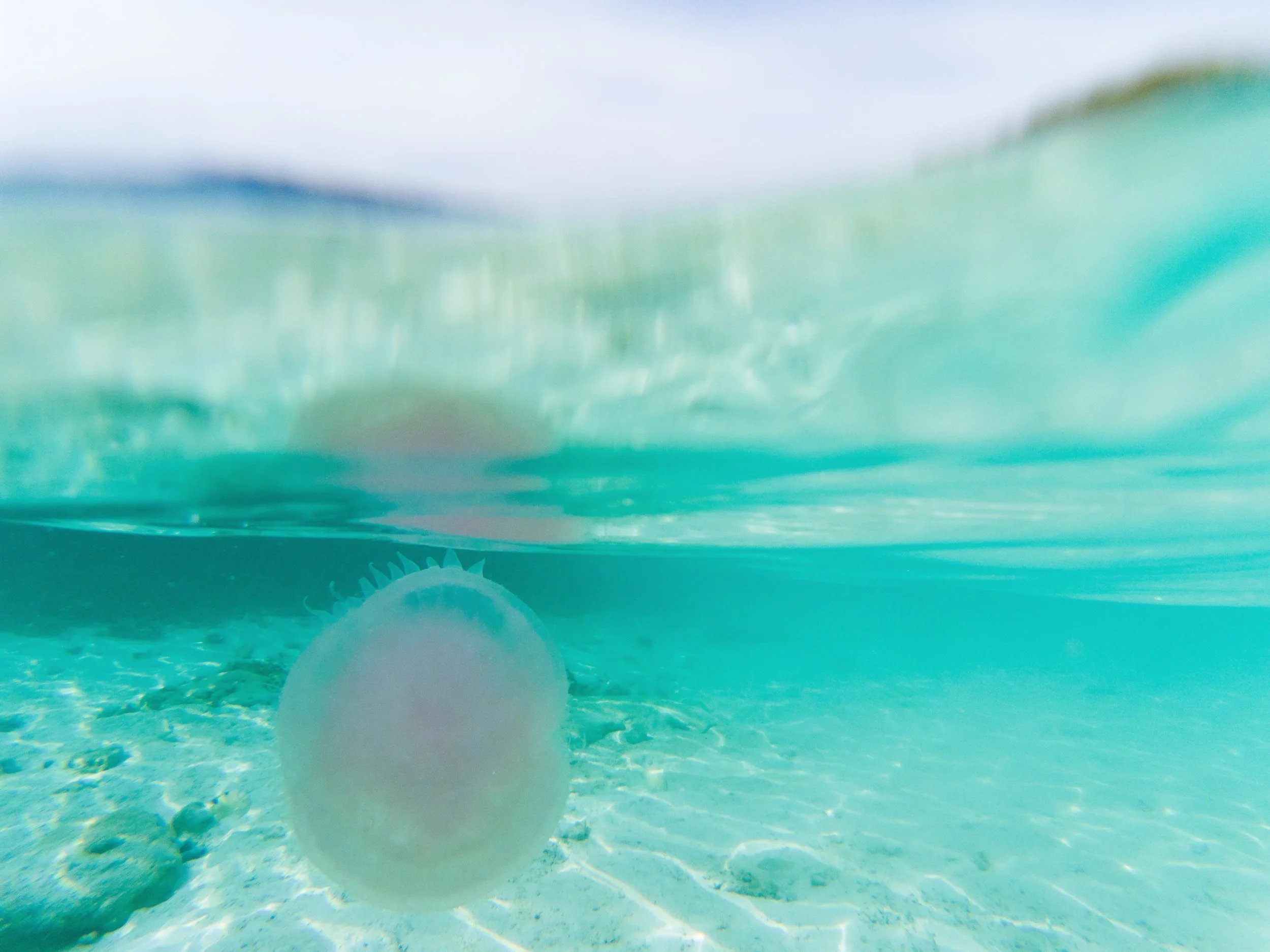 เที่ยวทะเลช่วงฝนตก ระวัง “แมงกะพรุนไฟ”