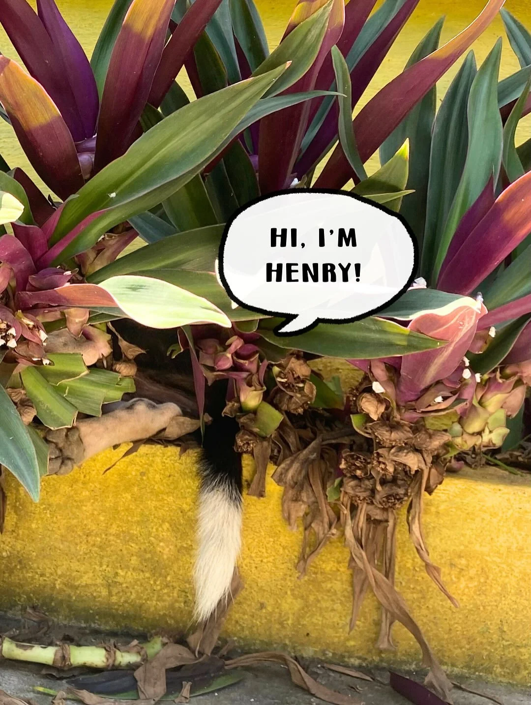 🌿 Meet Henry! 🌿 Once a tiny puppy dumped on the beach with severe mange, this quirky boy has grown into a gorgeous, healthy Bali dog with the funniest personality. He naps in the plants out front and is in and out of the safe house as he&rsquo;s a 