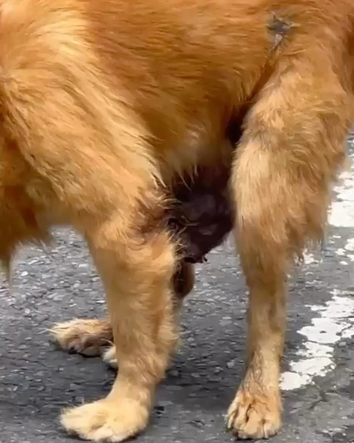 One of our street feeder friends reached out about this sweet boy after noticing a large tumor growing and reached out for help.

Our vet started chemo for this boy and and we&rsquo;re supporting him through treatment so he can heal, gain strength, a