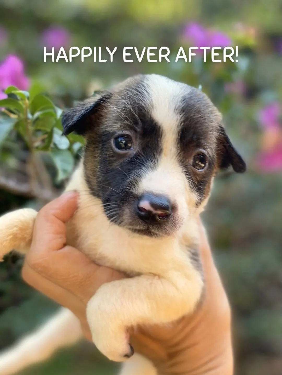 So happy another one of the newborn puppies dumped in the rice fields finally met her forever family.  This little girl used to fit in the palm of my hand and we spent many nights bottle feeding hoping she would live. 
Dayu and mum came to adoption d