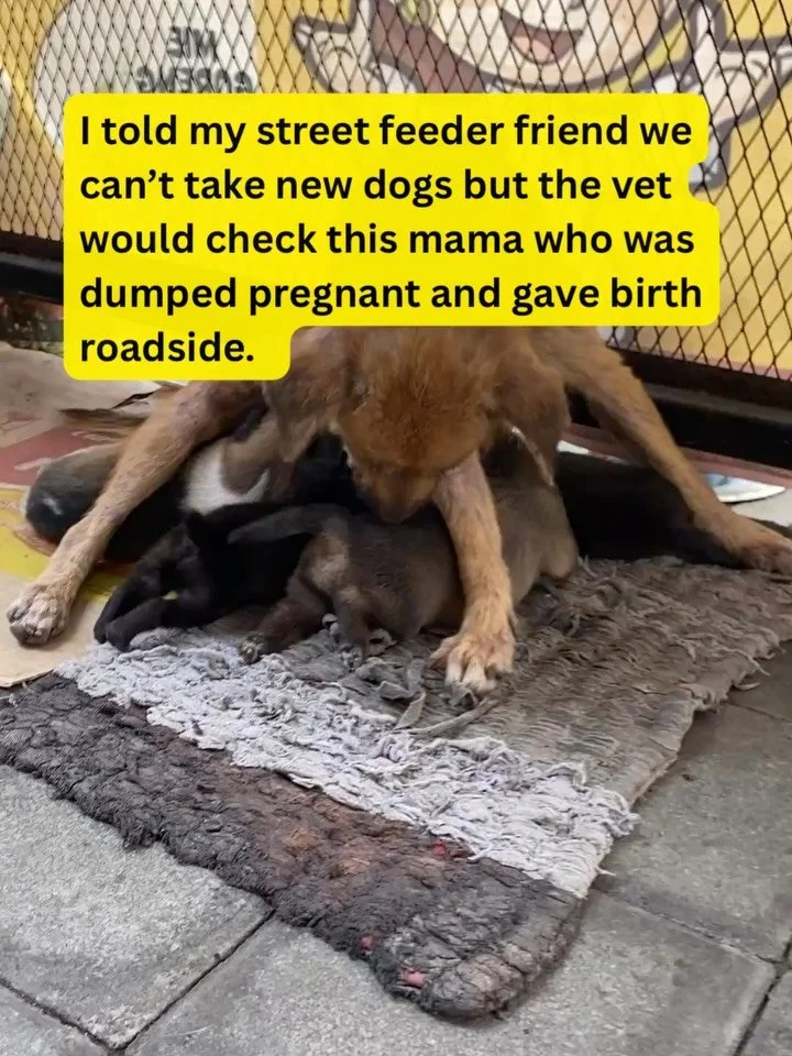 What do you do when you haven&rsquo;t got any space/ staff/money to squeeze in another dog?  We bring a mama and 4 puppies home of course!
We had a decent plan to take care of this little family roadside where she had been dumped pregnant and gave bi