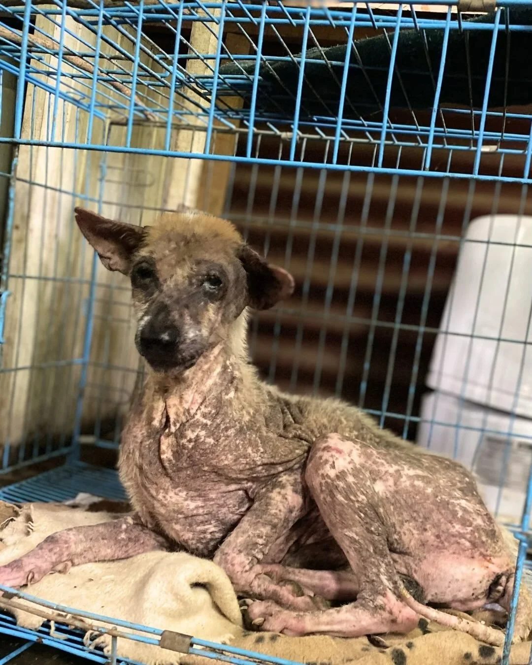 I saw this senior dog stumbling down a busy street across from adoption day. Another invisible sickly street dog walking all day sniffing the ground and checking rubbish for food, sleeping in random doorways. 
slide 2:  ACT Dog Rescue staff, who were