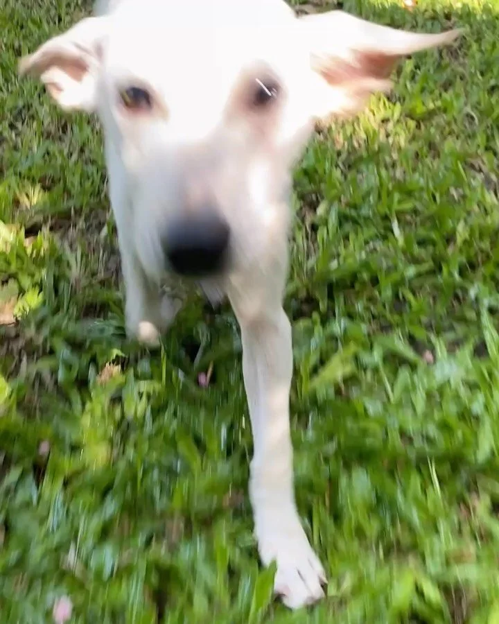 More amazing adoption news💕🐾💕 Poppy is one of my favorite Bali dog puppies and just got adopted.  She is funny, sweet, adaptable, playful and hope she gets all the love she deserves from her lovely new family. 
I kissed her about 43 times before w