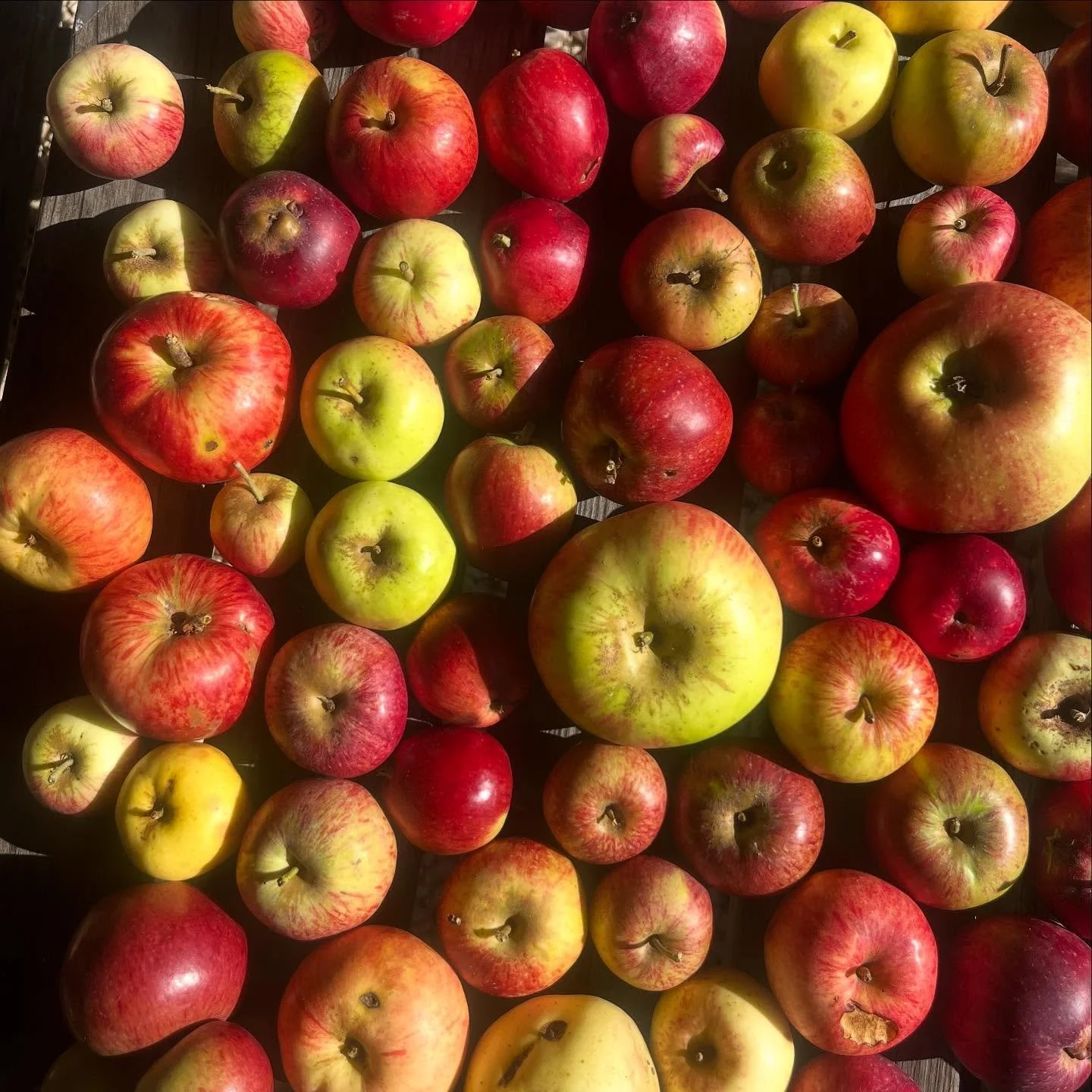 This week we are identifying all the apples in our home orchard with @copasliz the UKs most brilliant cider apple pomologist and Tim Grey from @parrettcider - also an expert on our Somerset apples. Over the 300 years it&rsquo;s been an orchard we hav