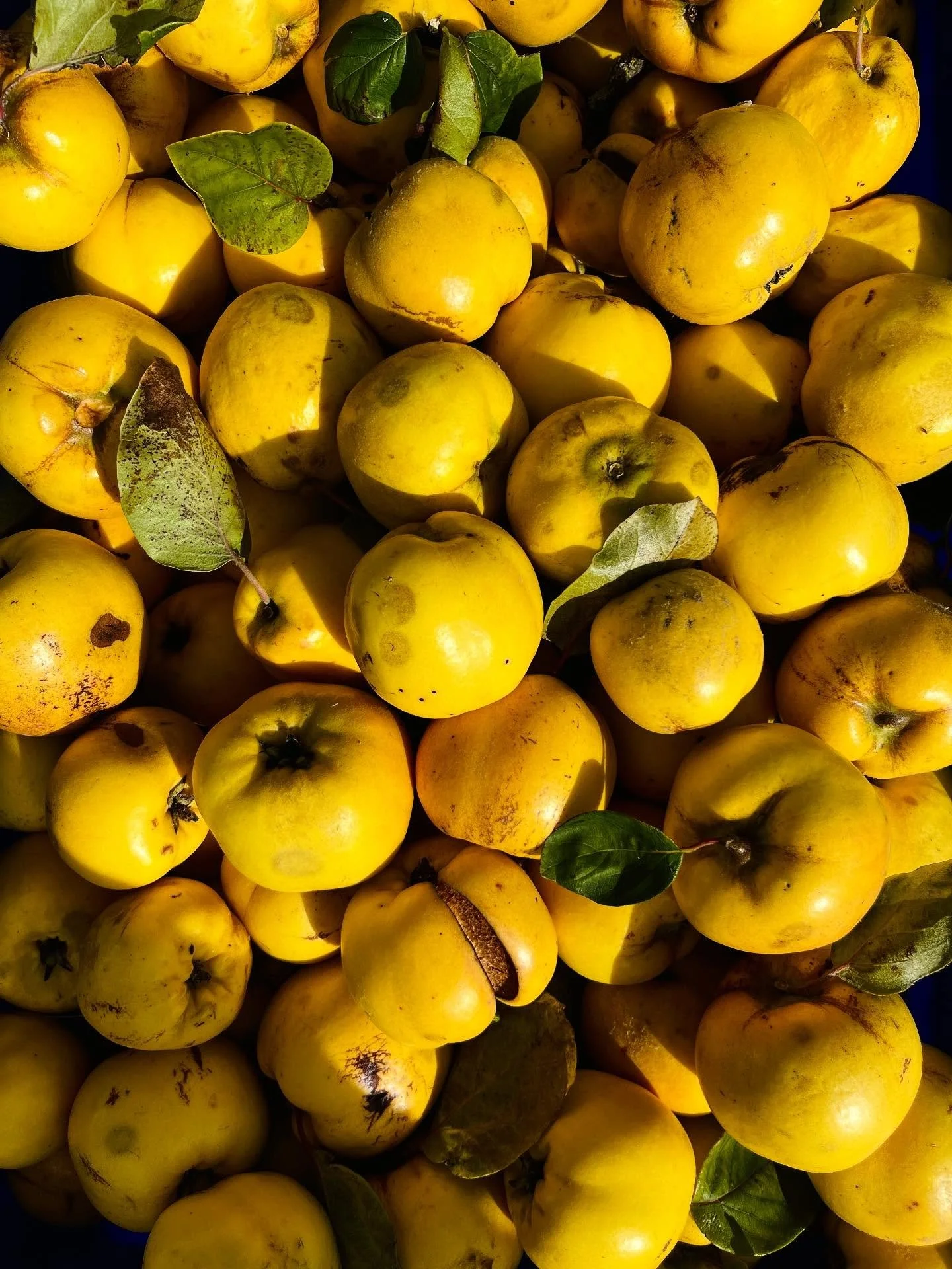 Half a tonne of beautiful quince collected today. These are beautiful Serbian Gold. #quinceharvest #aquinceaday