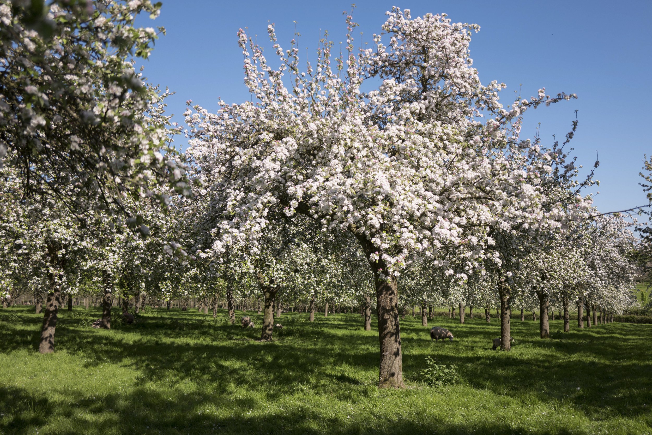 SOMERSET DAY at Burrow Hill 