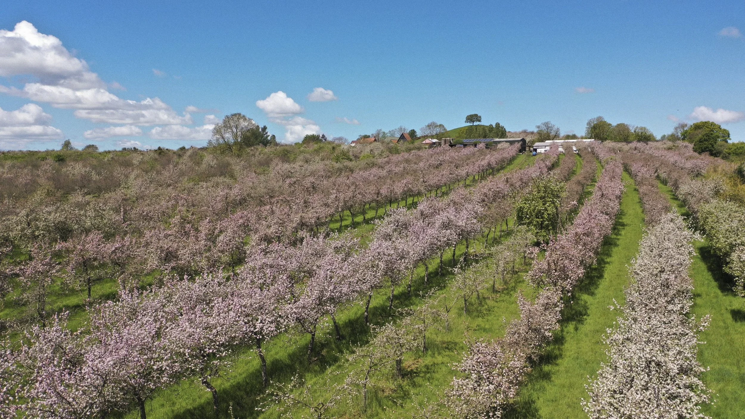 Cider Bus Saturday with live Music by Toad Patrol 