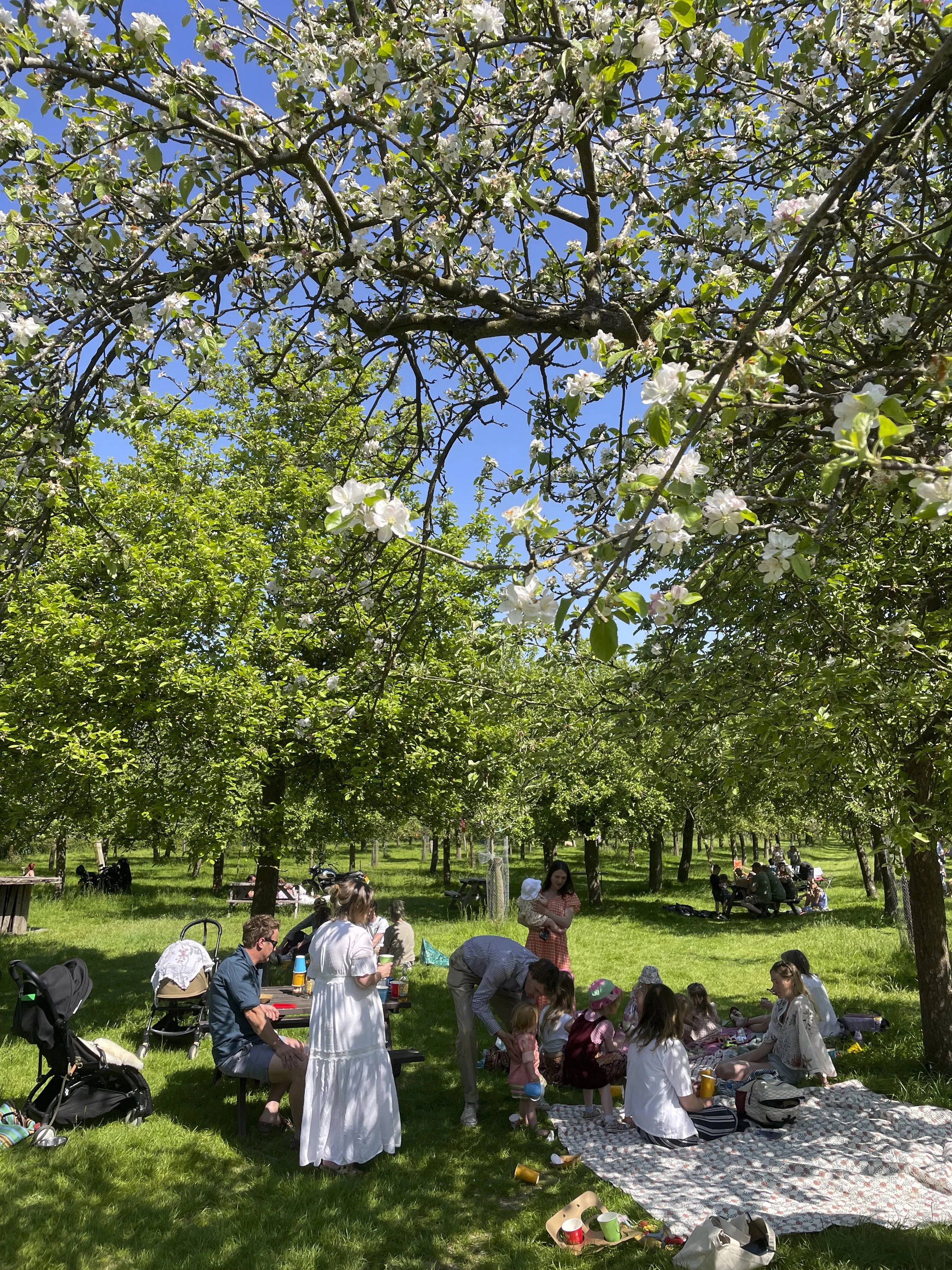 Cider Bus Saturday and Circus by Pirates of The Carabina