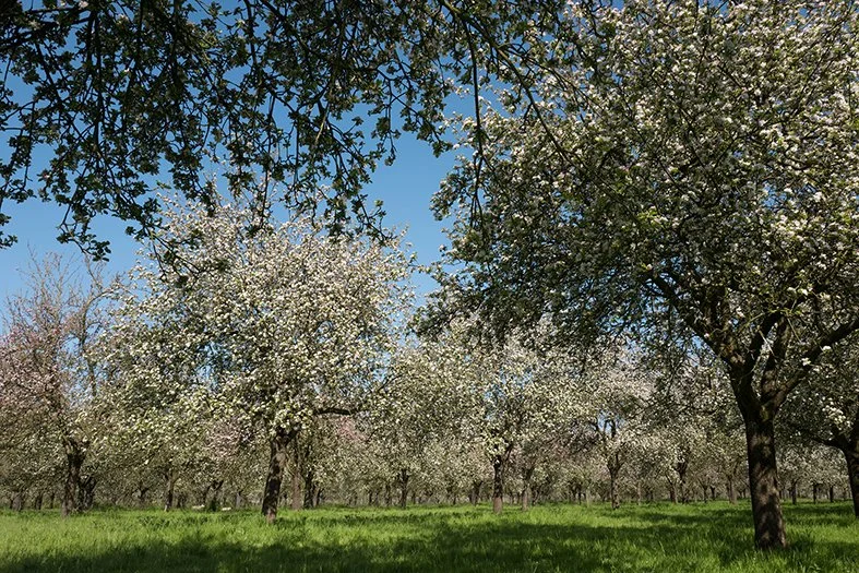Cider Bus Saturday. Food by Wok 'n' Roll. 