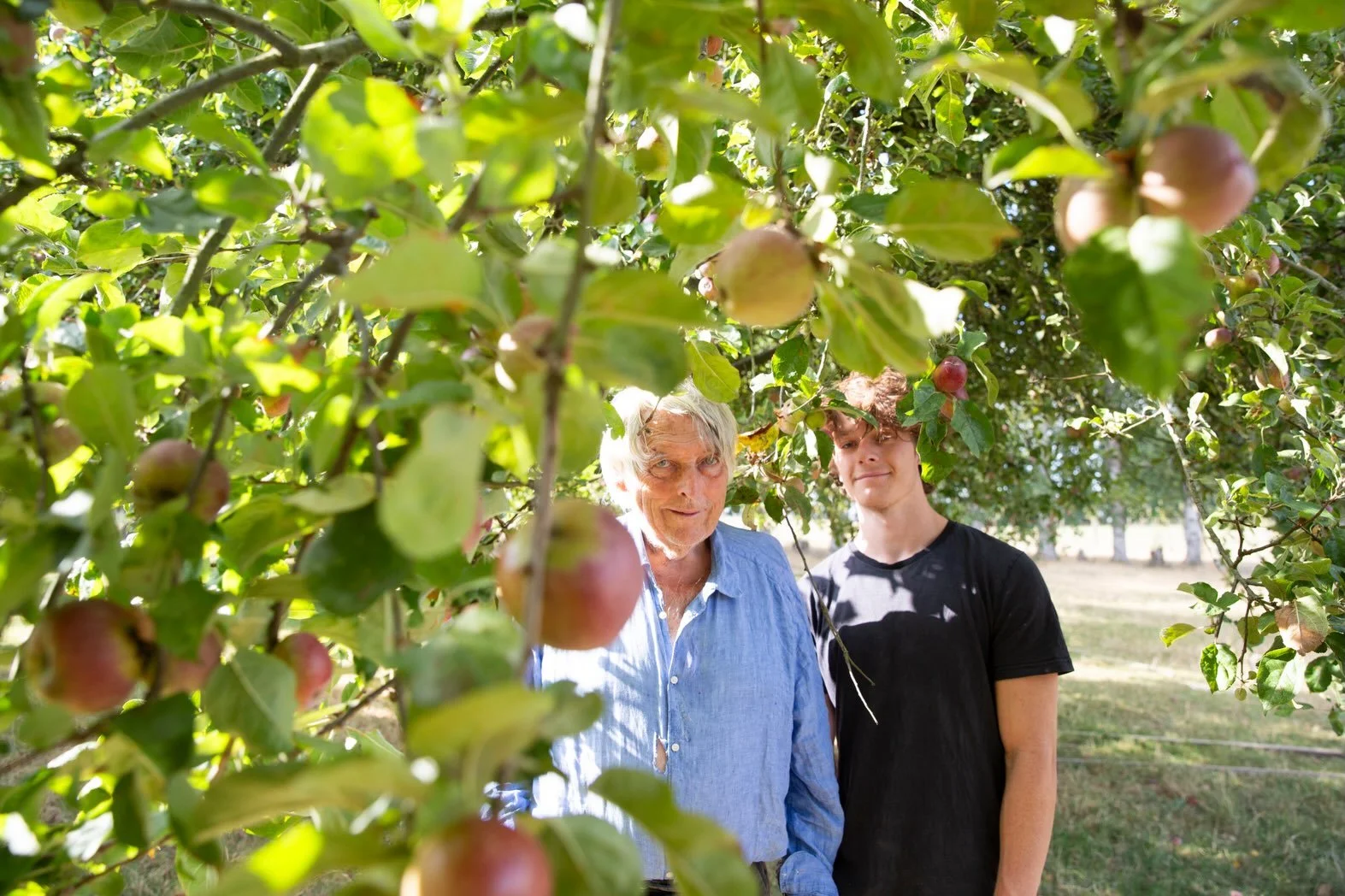 Portraits from this morning of our incoming harvest. Julian and grandson Phoenix, a very dry 7 acres, pretty red almost ripe apples, an abundant hedge, Burrow Hill Botanical with Burrow Hill and Julian in a Kingston Black orchard. Come on rain!!!!