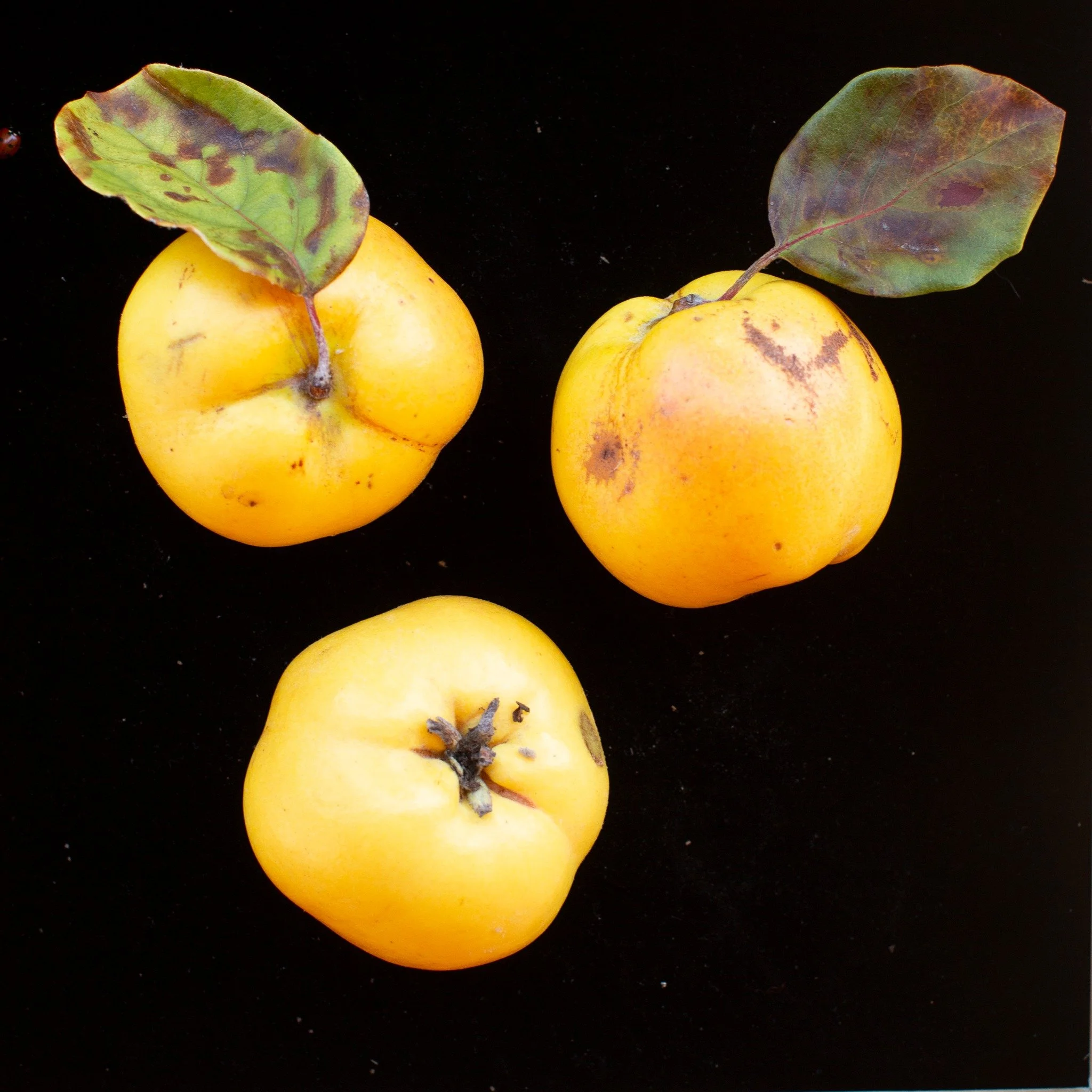 Some of the beautiful fruit currently in our yard. The very start of the Serbian Gold Quince are coming in. Intensely aromatic and tropical. This we use to make our quince liqueur. Then we have Cox apples pressed for our apple juice. Then the Kingsto
