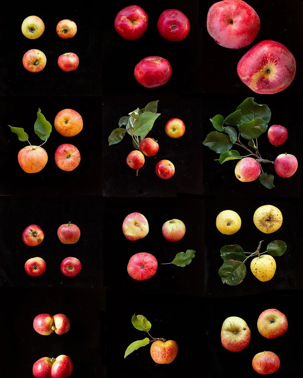 🍎 THE OFFICIAL APPLE DAY! 🍎

We celebrated here at the farm 10 days ago to keep up with our unusually early harvest, but today we&rsquo;ll be raising another glass to our orchards and to the 1,000 years of cider makers who came before us here in Ki