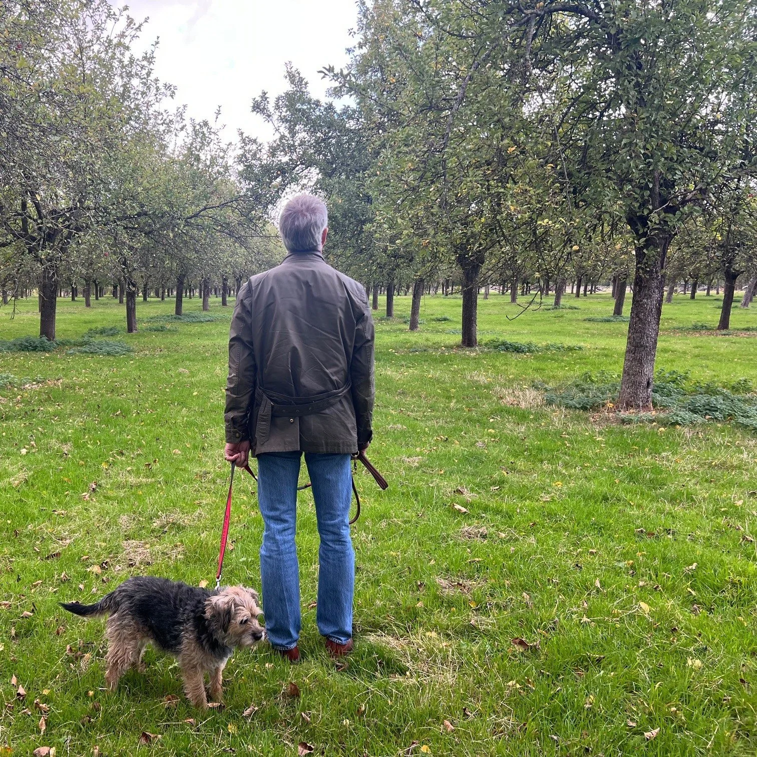 We were lucky to have Jeremy Fisher join us on Apple Day and give his recollections about planting this orchard by hand in the early 1970s in Over Stratton. It is the UK's largest traditional orchard and it is magnificent (with a footpath through the