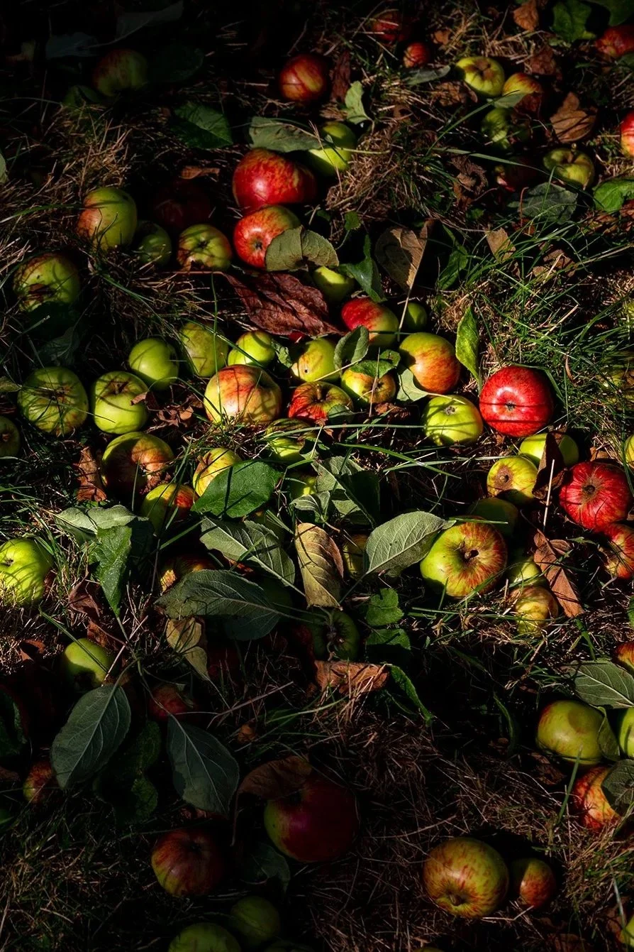 GF_ES5_OE_SOMERSET_ORCHARD_RGB_LR_03.jpg