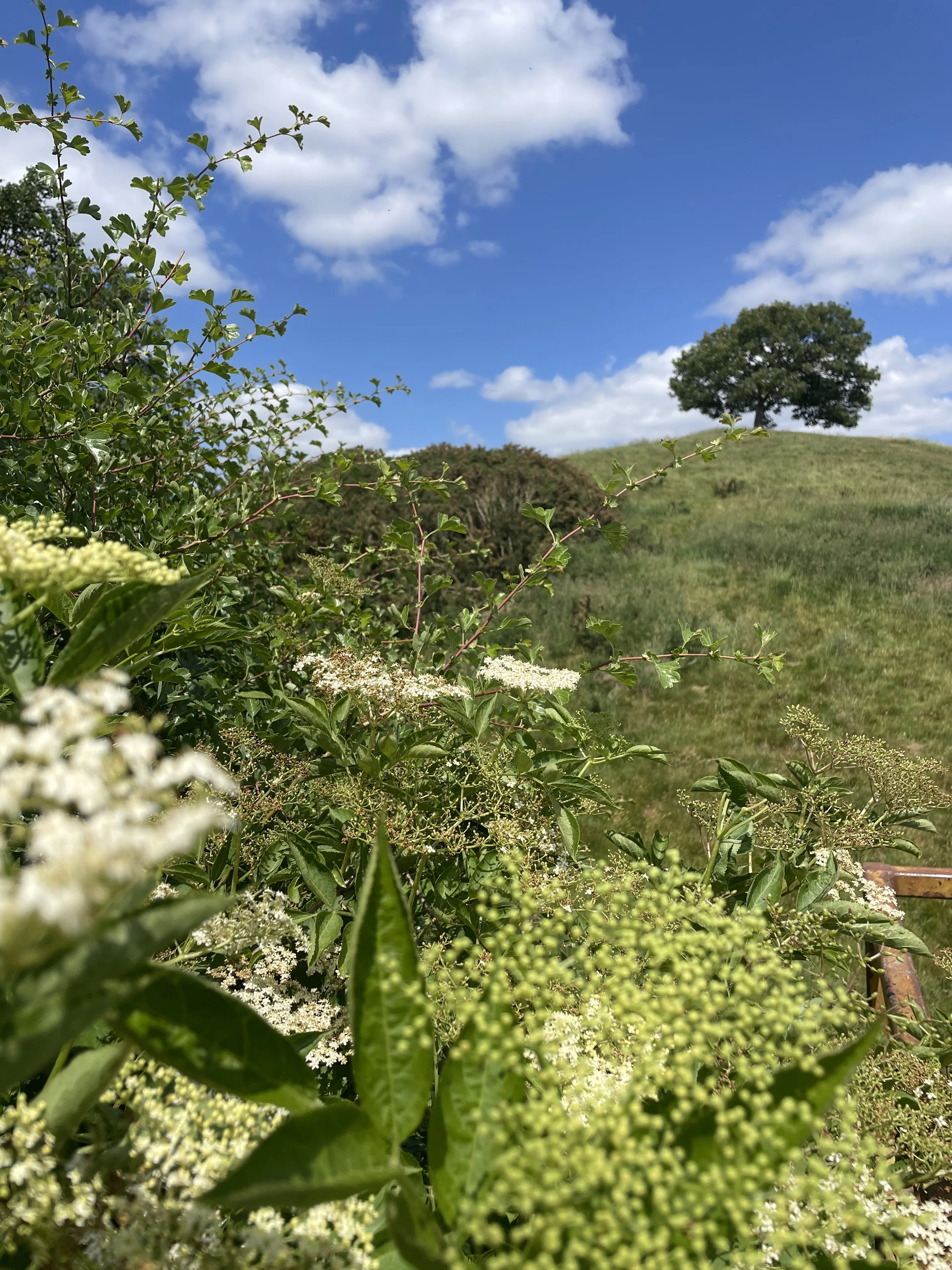 elderflower.JPG