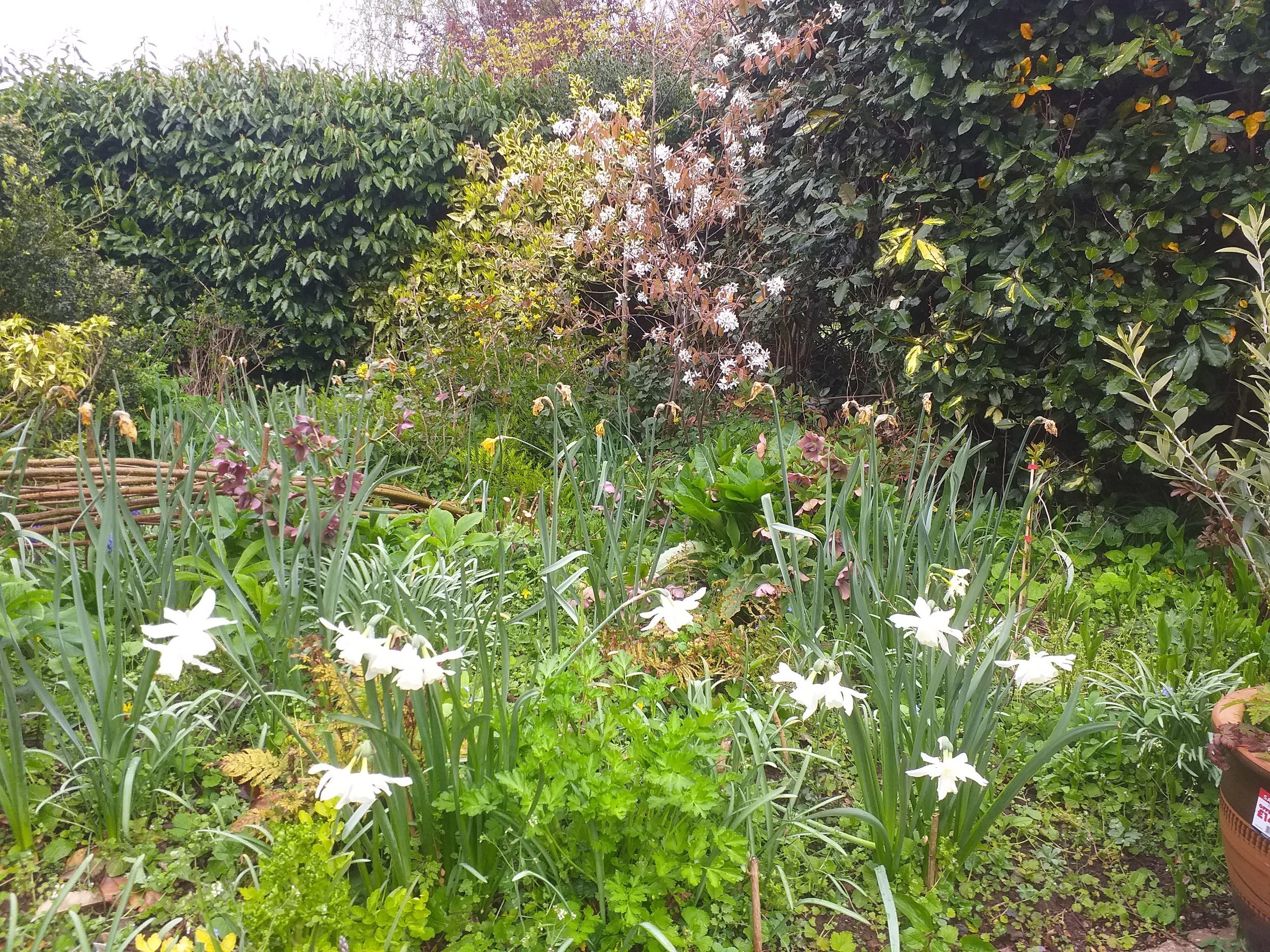 Recent Project: Rewilding in East Harptree, Chew Valley — Mark Walker ...