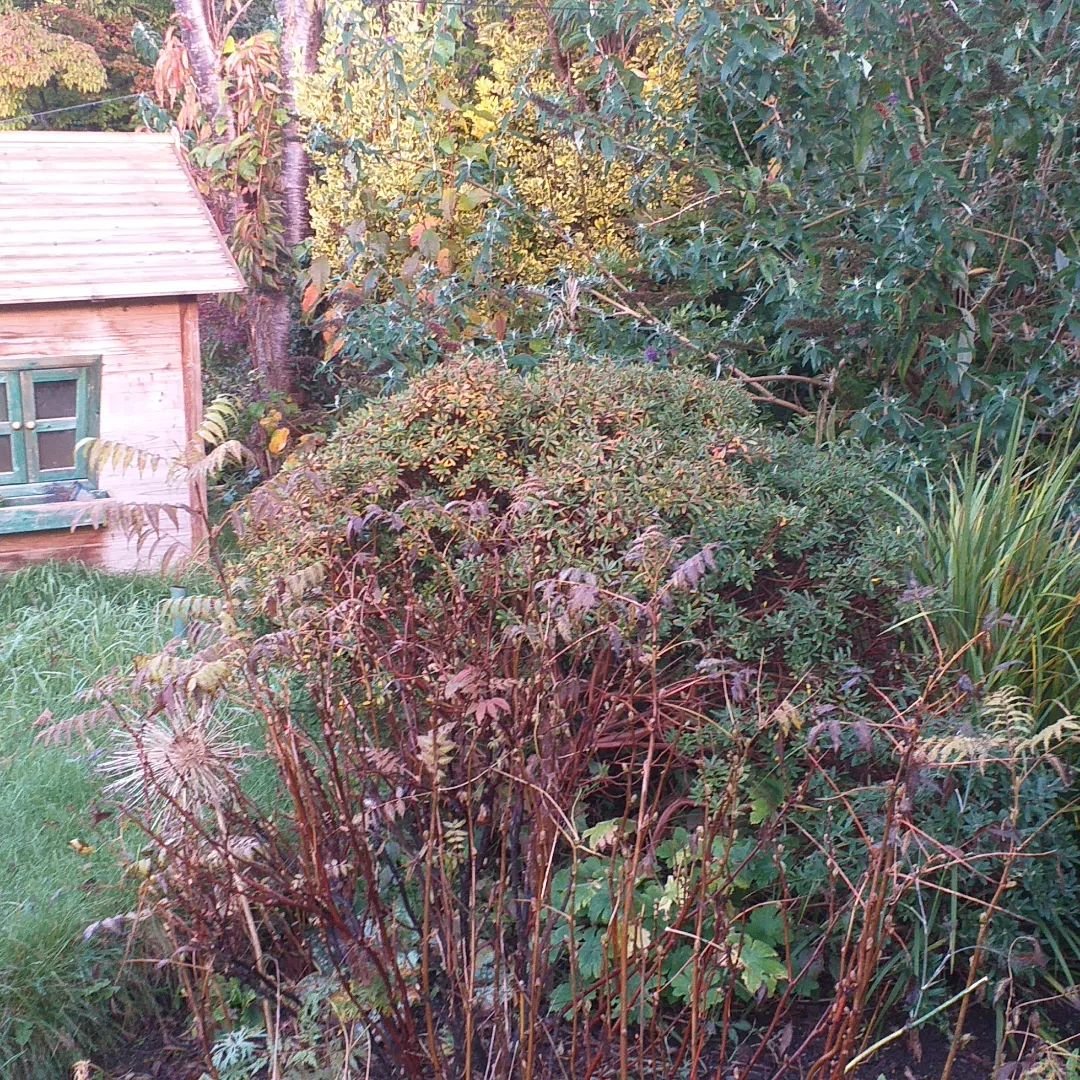 I have started an exciting new garden project in Somerset. Which will involve creating play areas, dens and secret hideouts, I like to think that I could use them aswell?