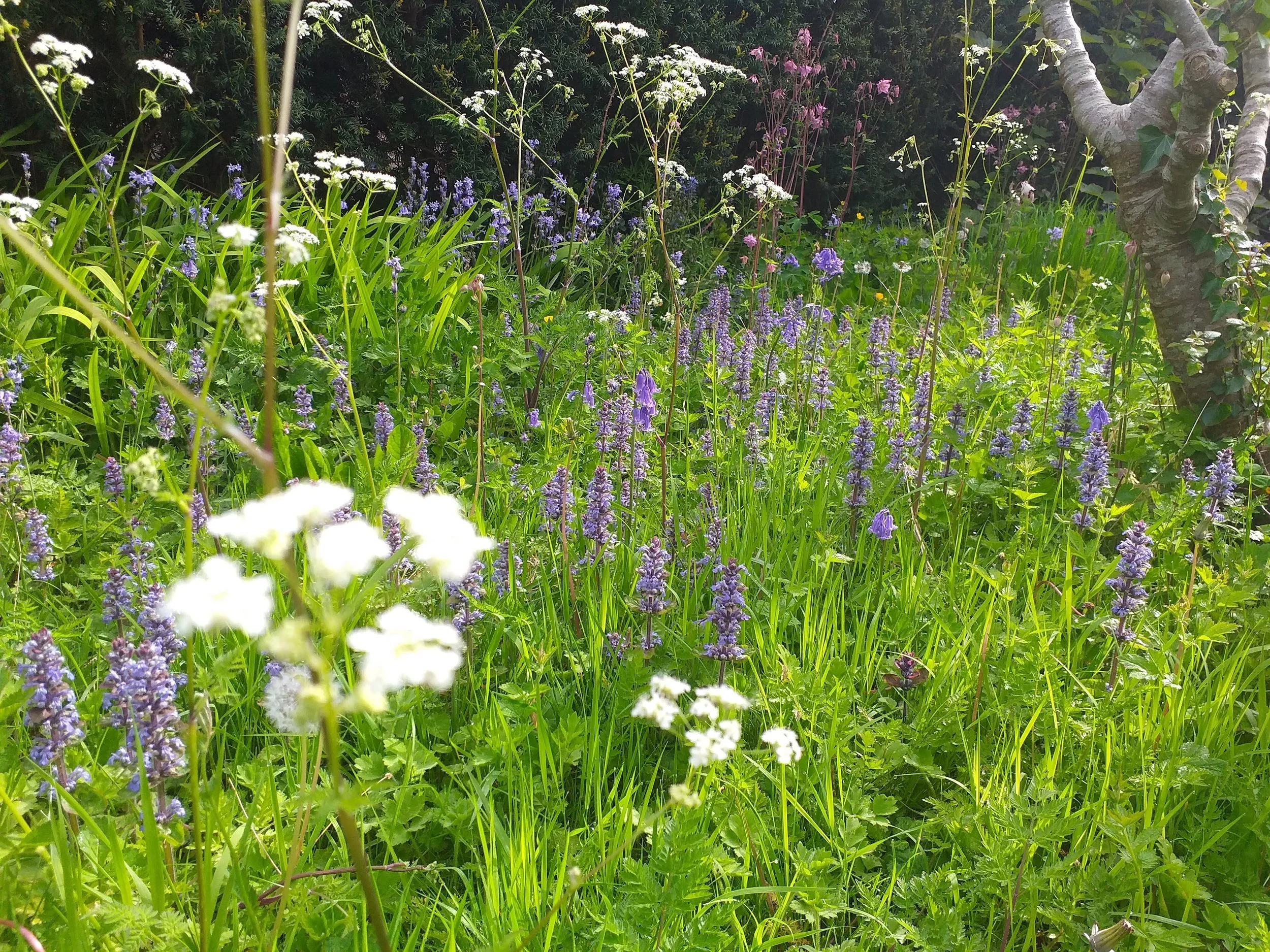 Recent Project: Rewilding in East Harptree, Chew Valley — Mark Walker ...