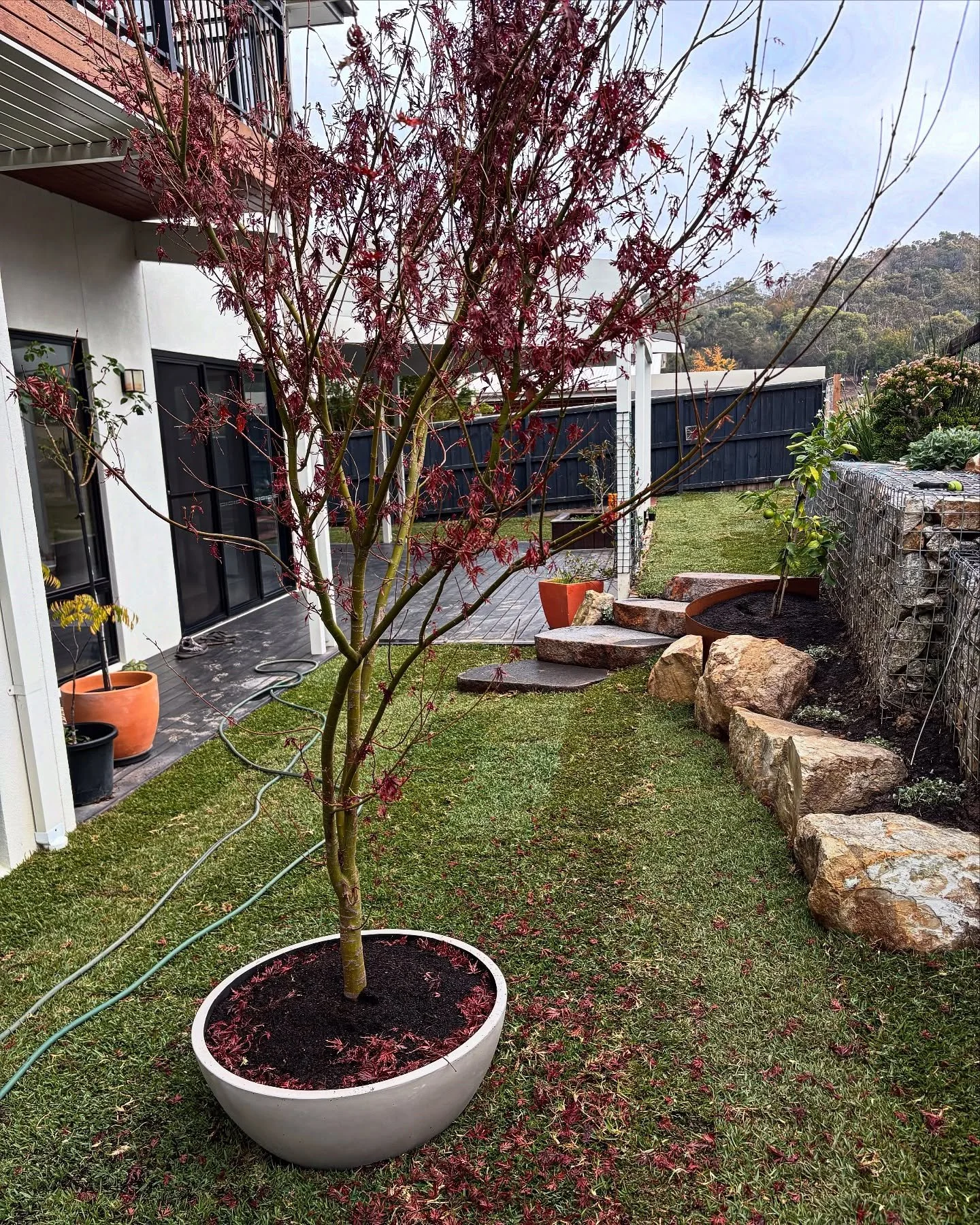 Japanese maple planted in a white pot beside a new lawn and rock border