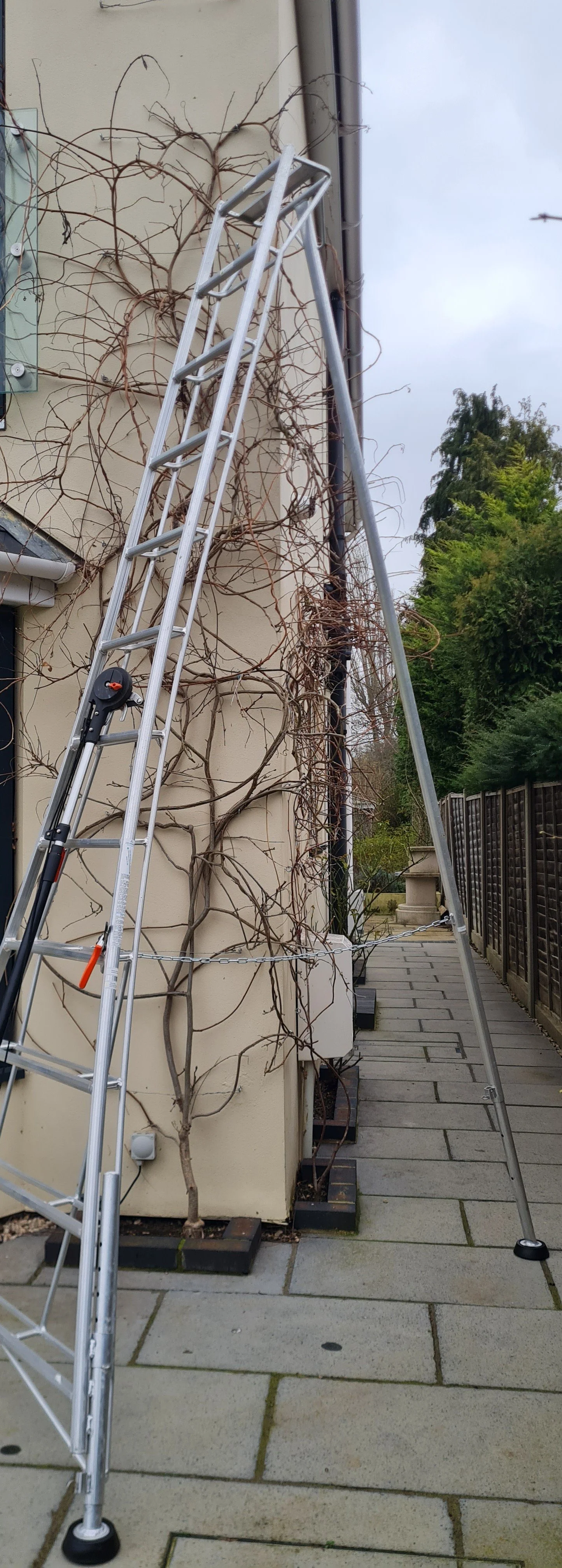 Wisteria1.jpg