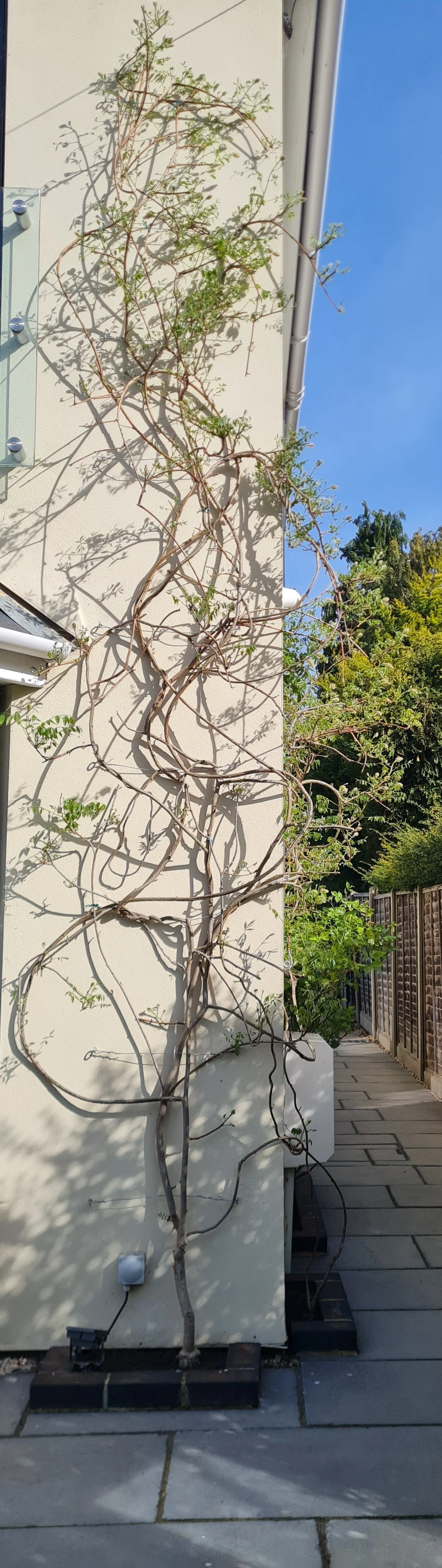 Wisteria2.jpg