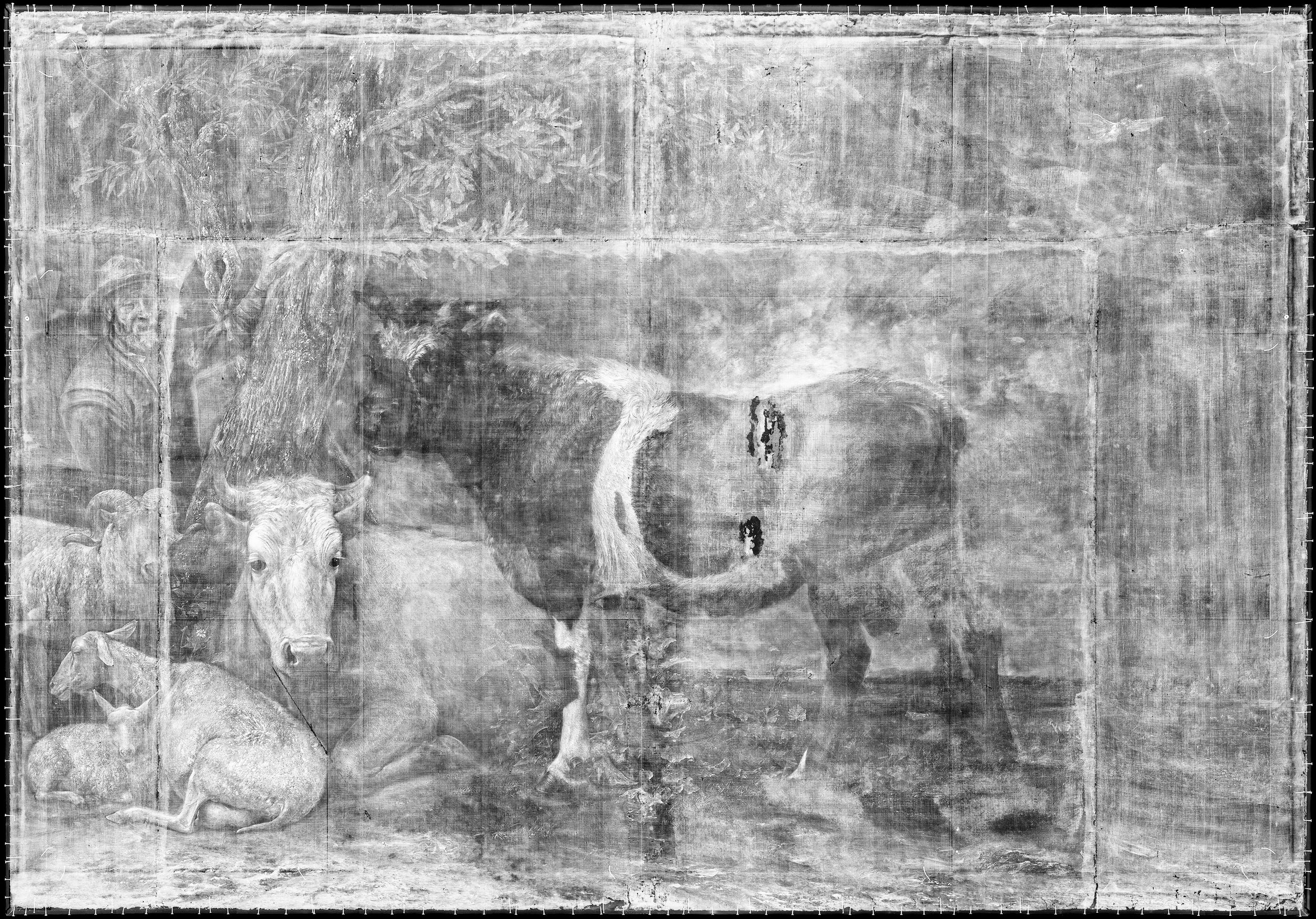 Cowborgs, X-Ray of Paulus Potter's "De Stier"