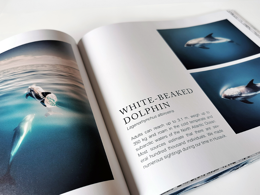 Artic Whale. Coffe-table book. Visittkort. Forskning. Andreas B. Heide. Gunnarshaug trykkeri. Stavanger.