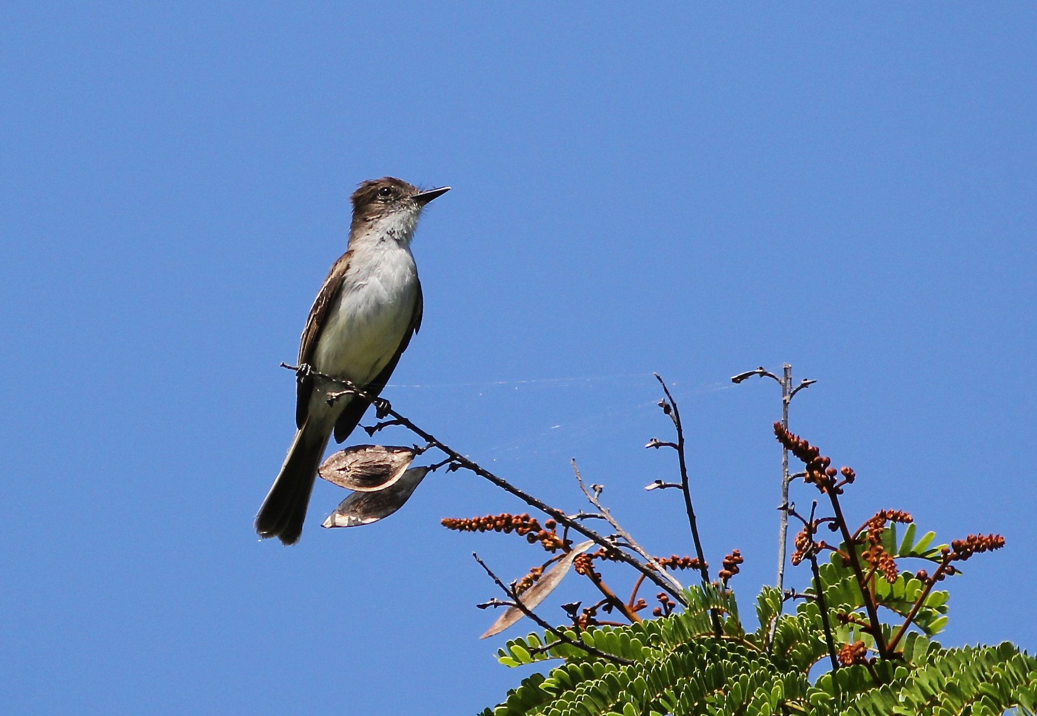 Bird from Puerto Rico.jpg