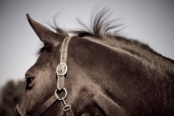 Perfection found at Up The Creek Farm