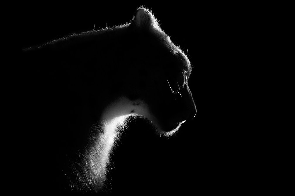 Photography for Zoobilation 2014