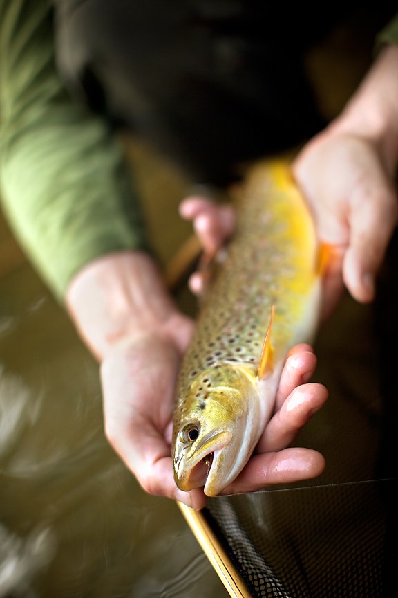 Trout Unlimited Part 4: Bigger Fish to Fry