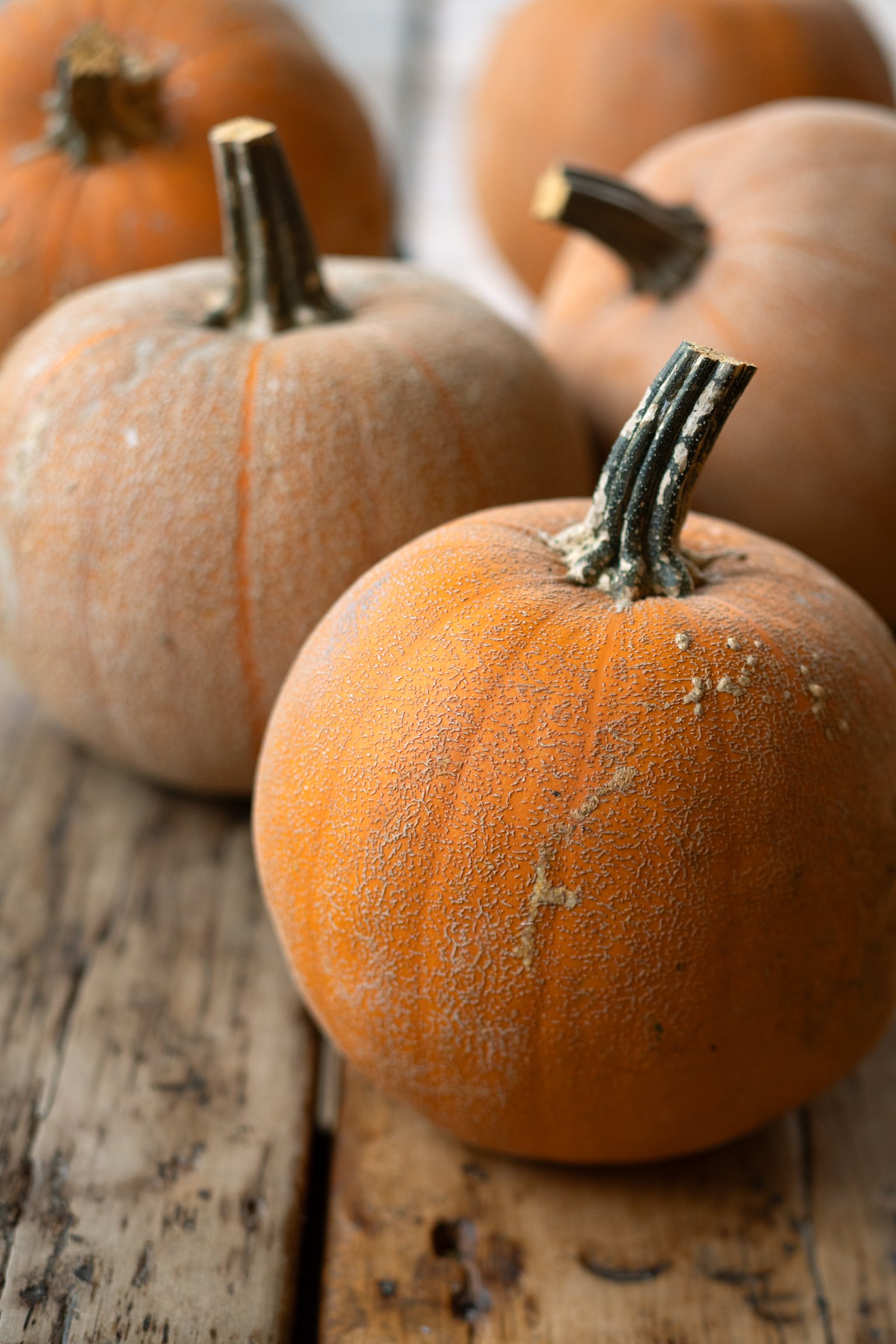 GTP-RCP-PUMPKIN-7825-WEB.jpg
