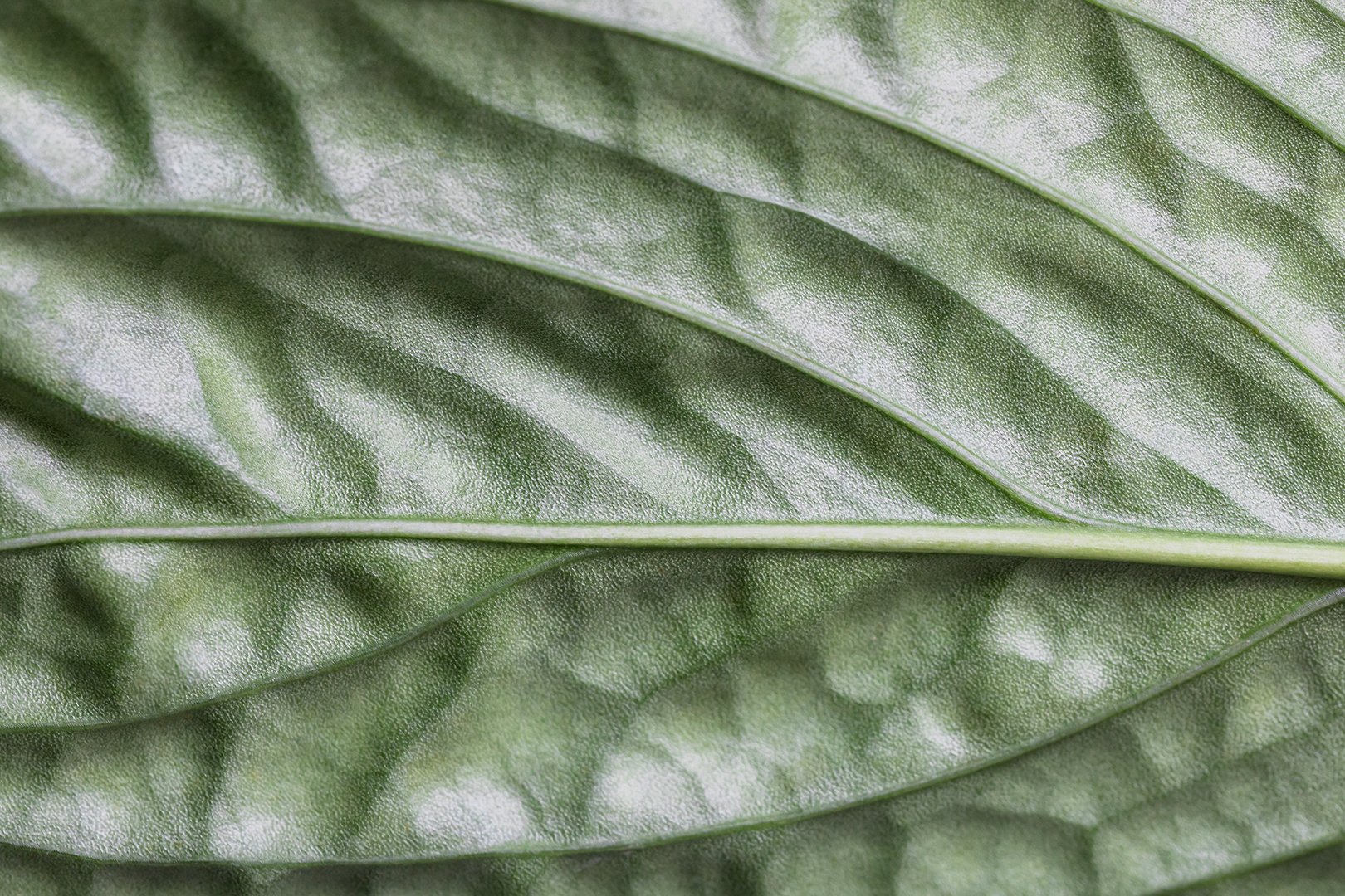 Detailed closeup photo of a pale green leaf.
