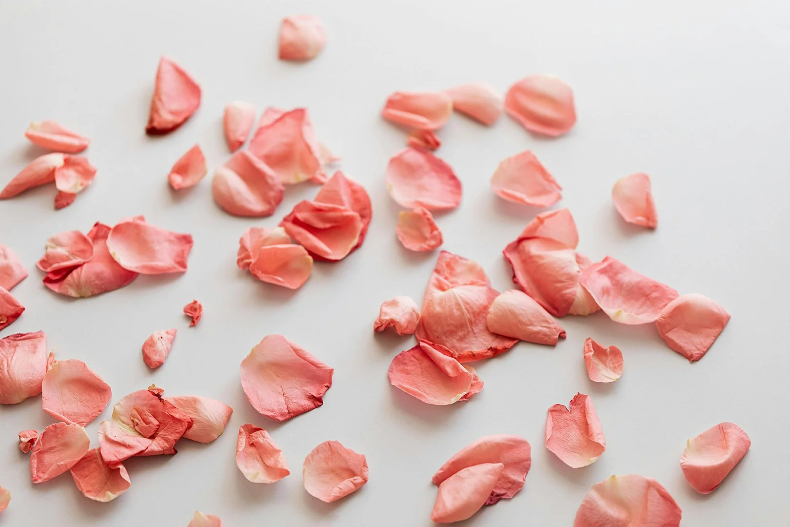 Pink rose petals scattered on gray background.
