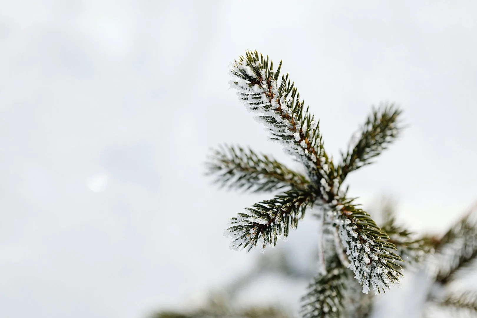 ‘Tis the Season: The Rise of Pine In Skincare