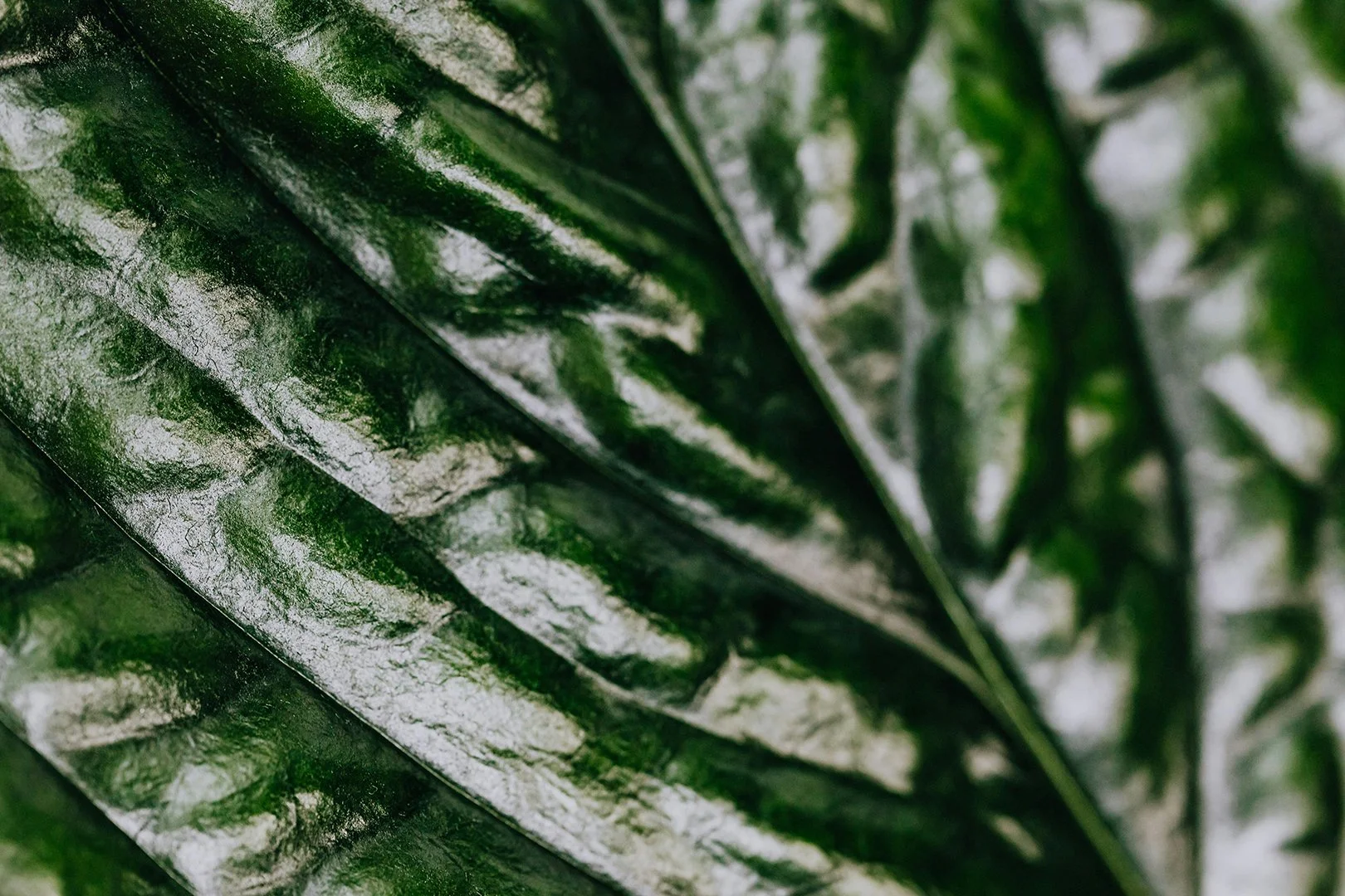 The Truth About Greenwashing in Skincare
