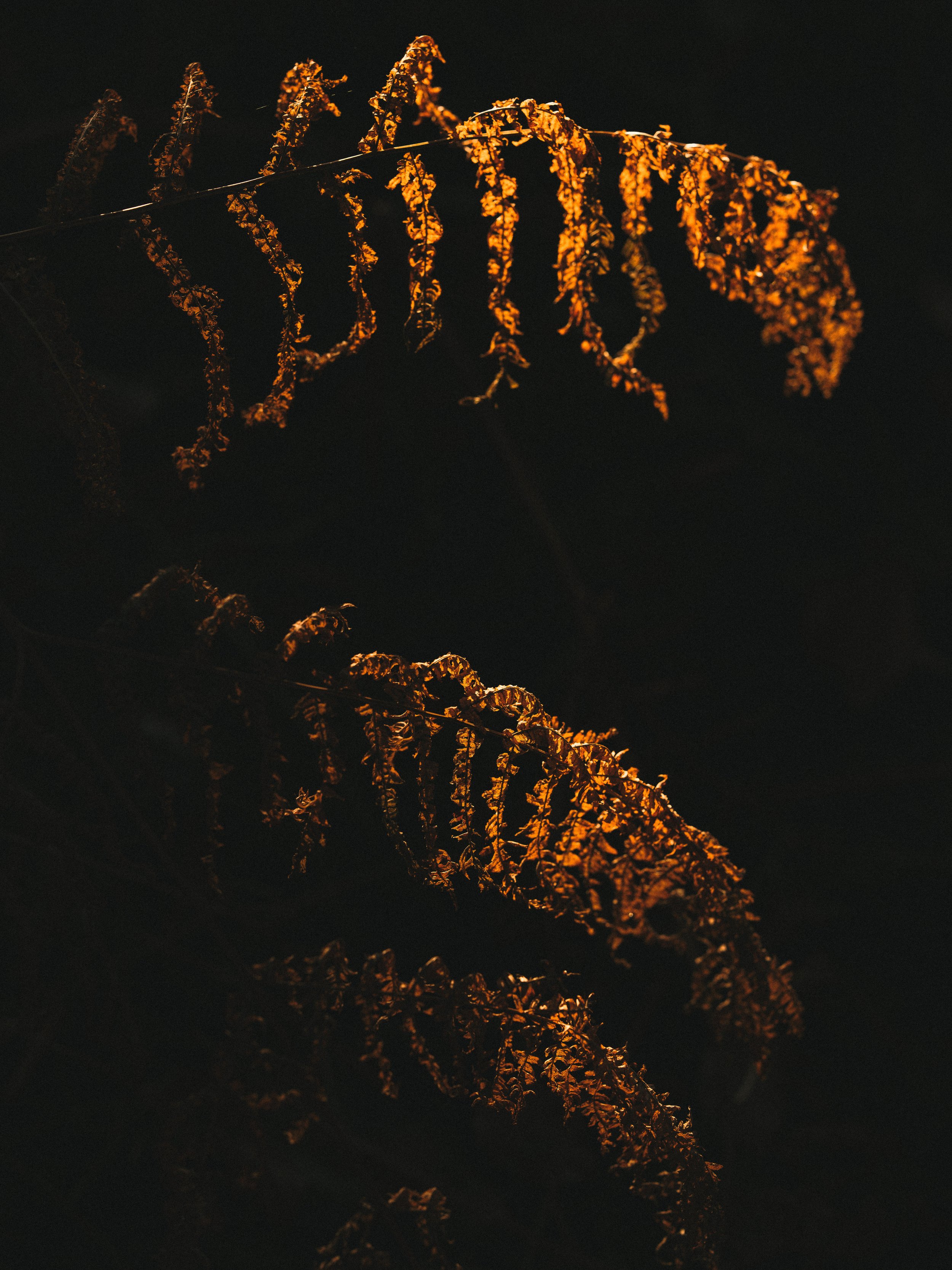 Merrel - re-edit-6.jpg