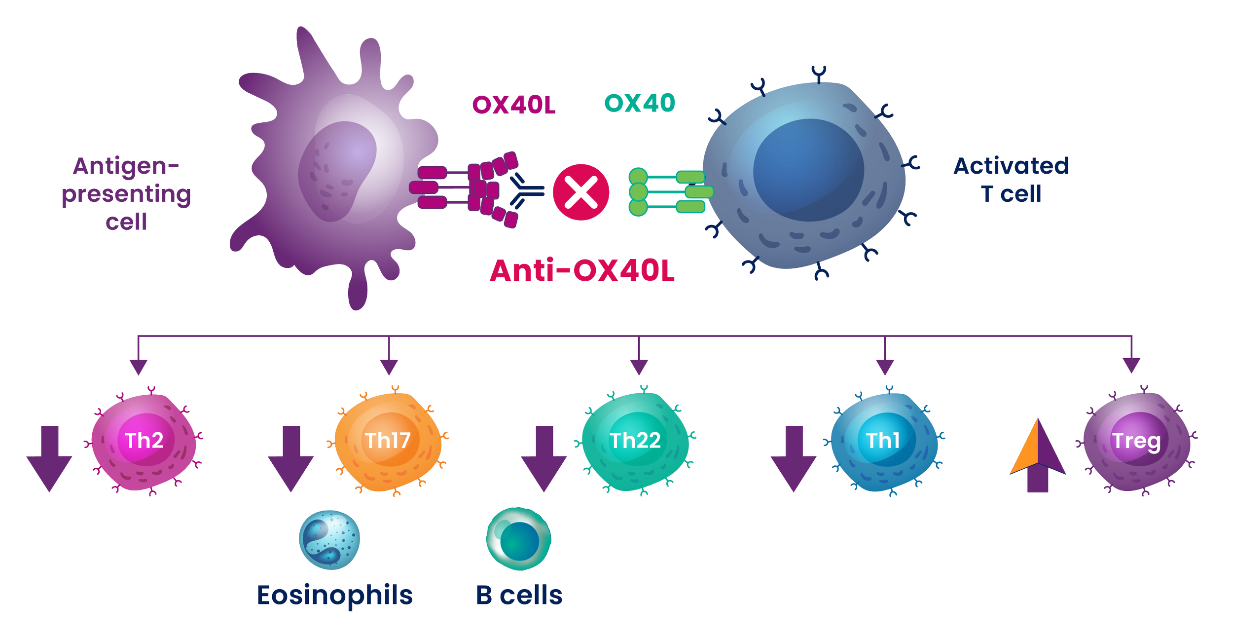 OX40 and OX40L Blocking Infographic
