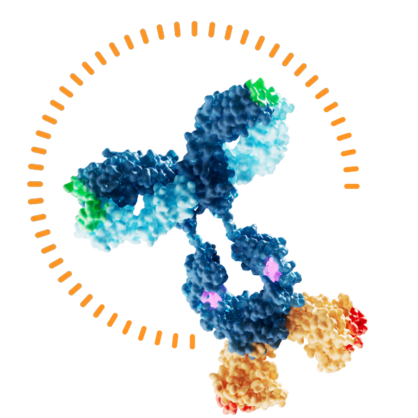 Bispecific antibody graphic