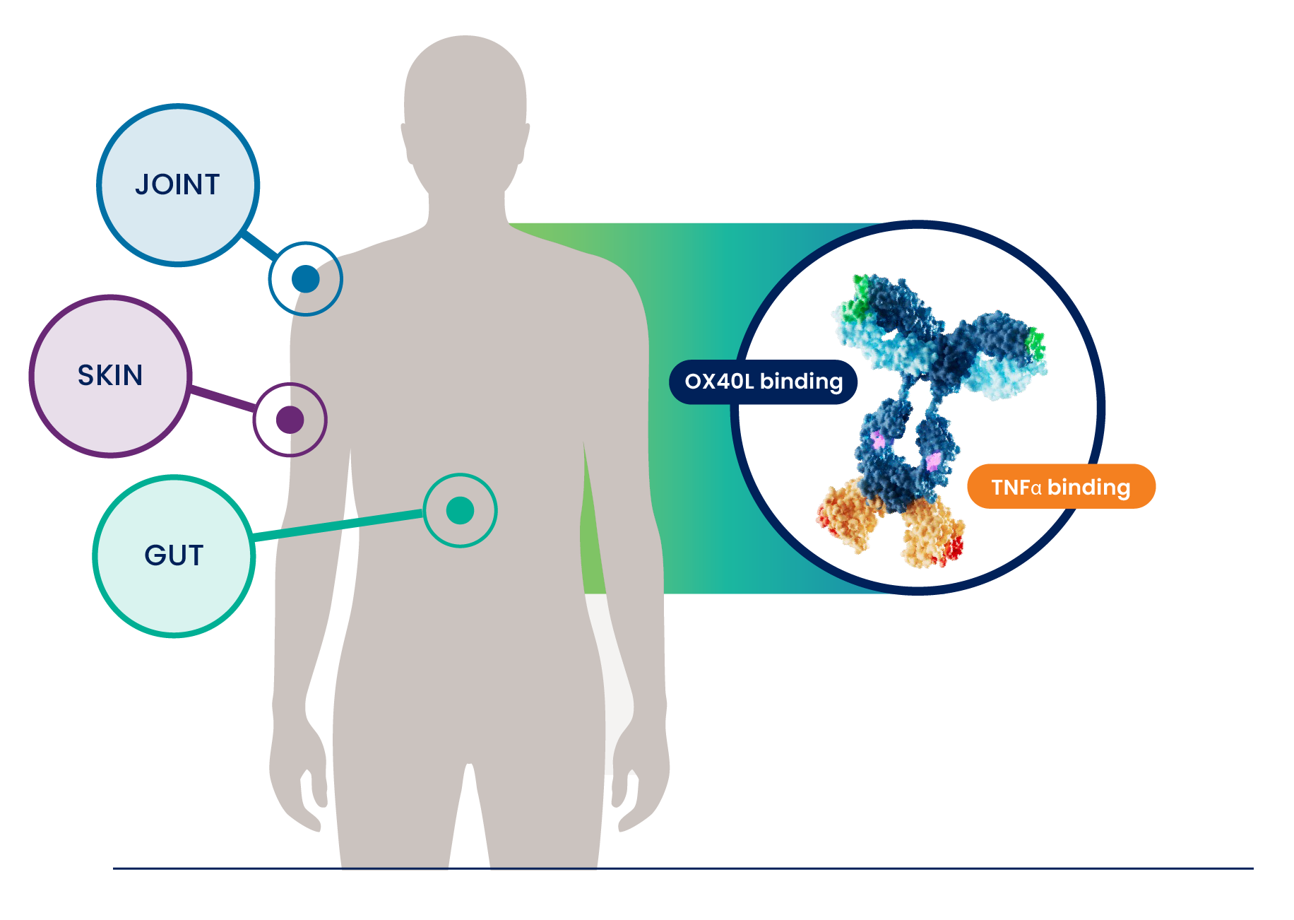 infographic of person showing areas where inflammation can occur
